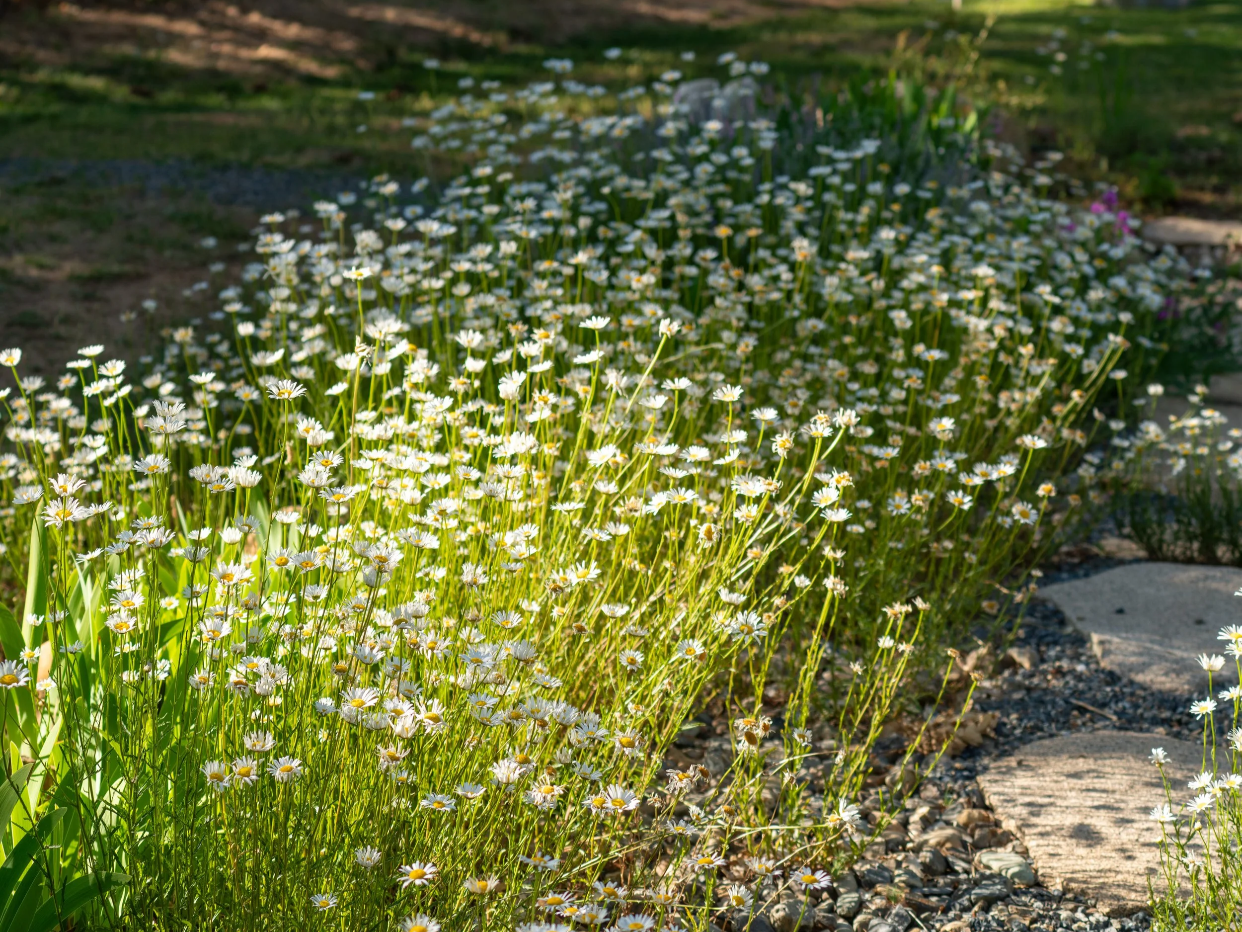 A patch of small white daisies growing along a garden path in sunlight.