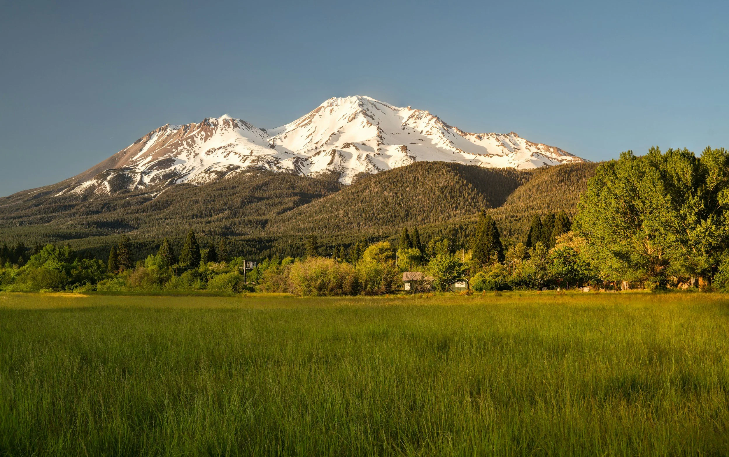 Snowcapped Mount Shasta rising above a green meadow and pine forest in Northern California