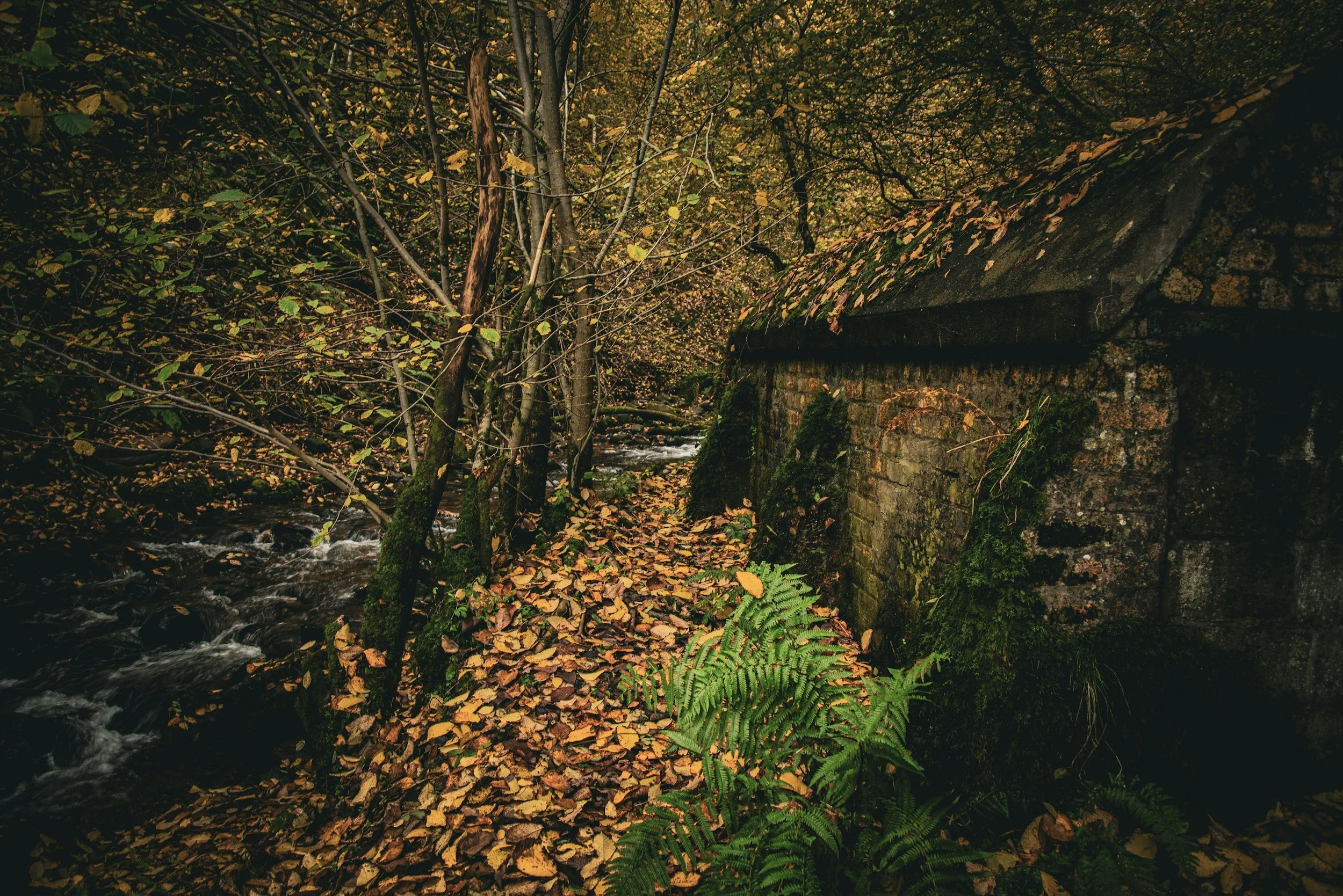 Fallen autumn leaves along a mossy creekside path in the woods