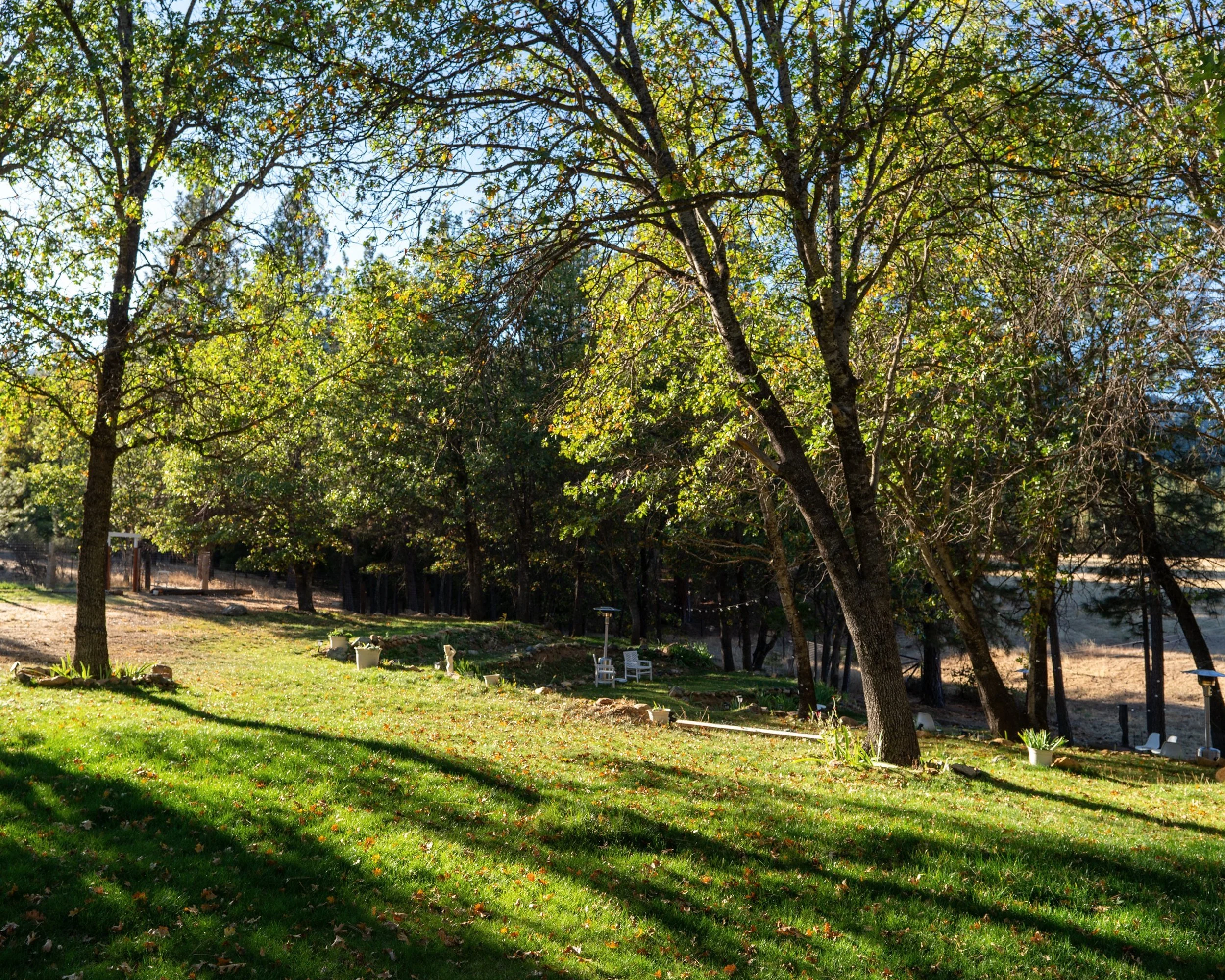Fall light through the oaks on the lawn at Blossom Sanctuary, a private house in Scott Valley near Rain Rock Casino