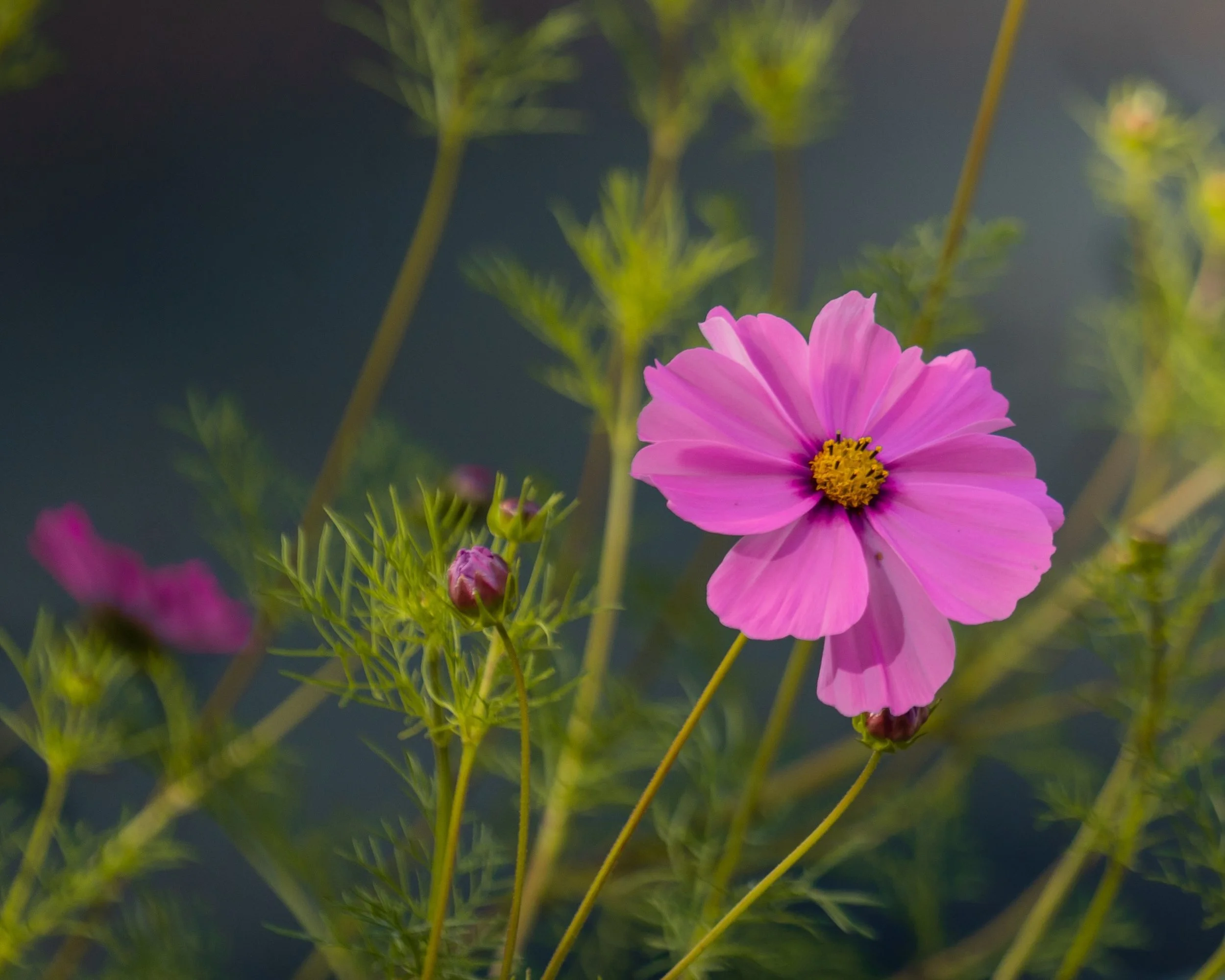 blossom-sanctuary-cosmos-bloom.jpg