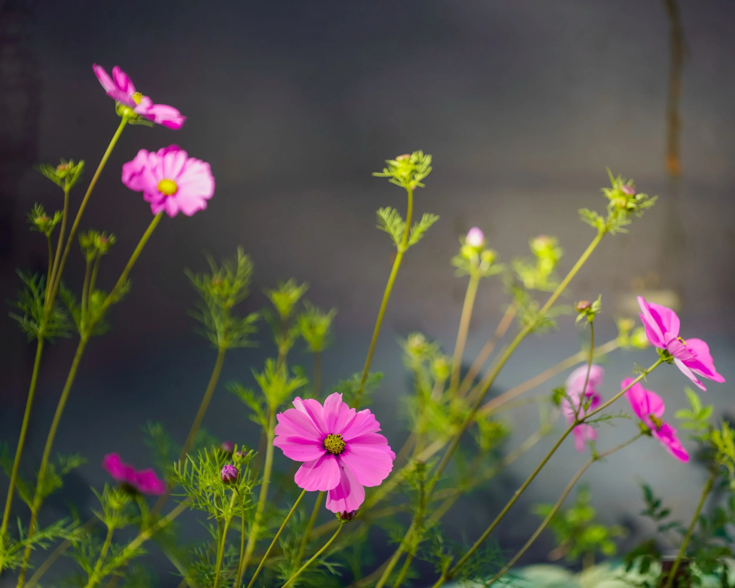 blossom-sanctuary-cosmos-garden.jpg