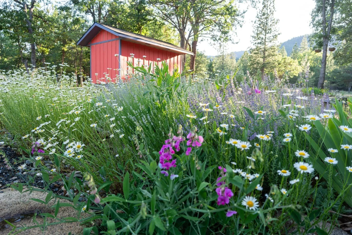 blossom-sanctuary-wildflower-garden.jpg
