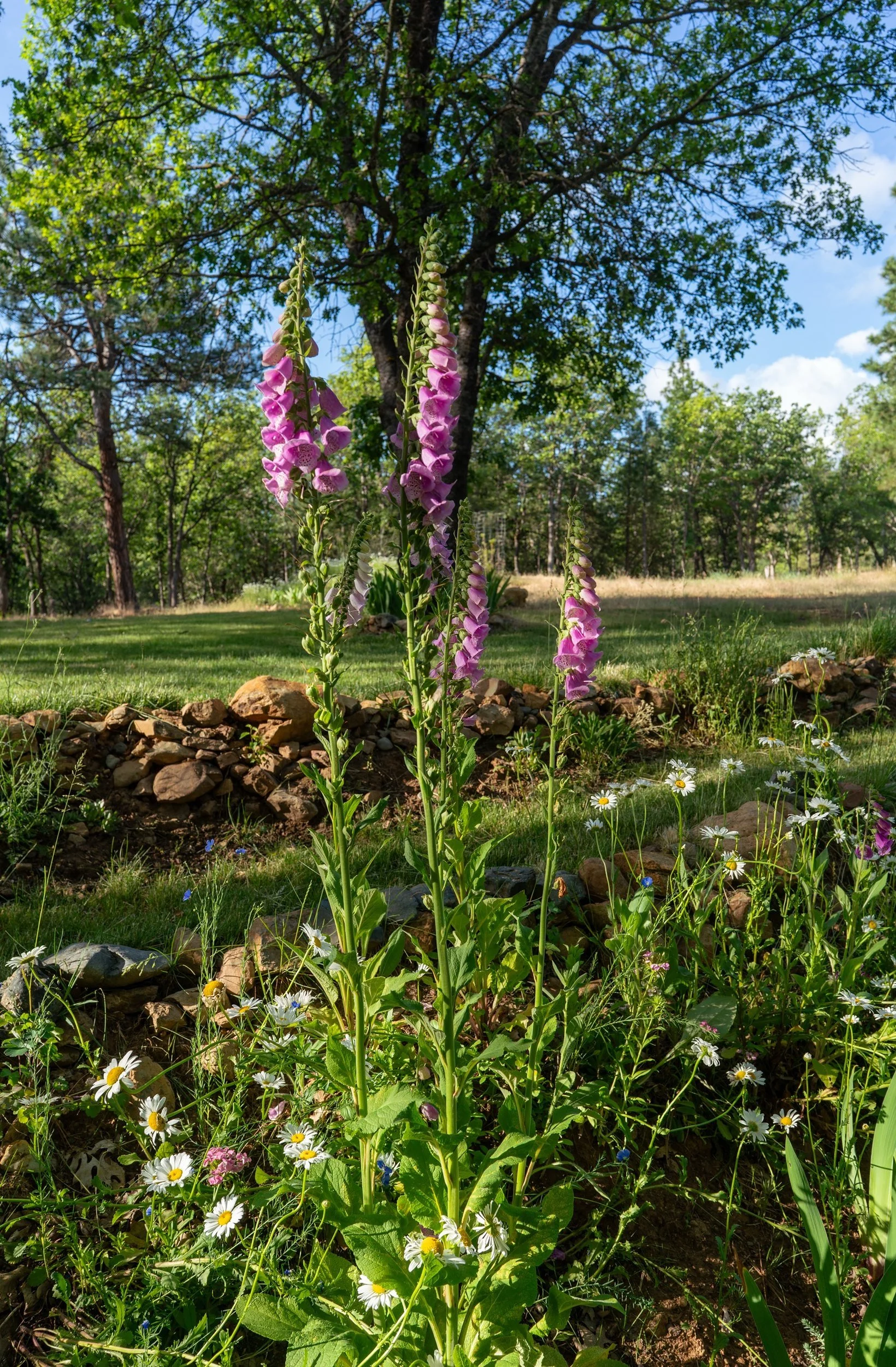 Foxgloves blooming under an oak in the gardens of Blossom Sanctuary, a private retreat house in Etna, Northern California