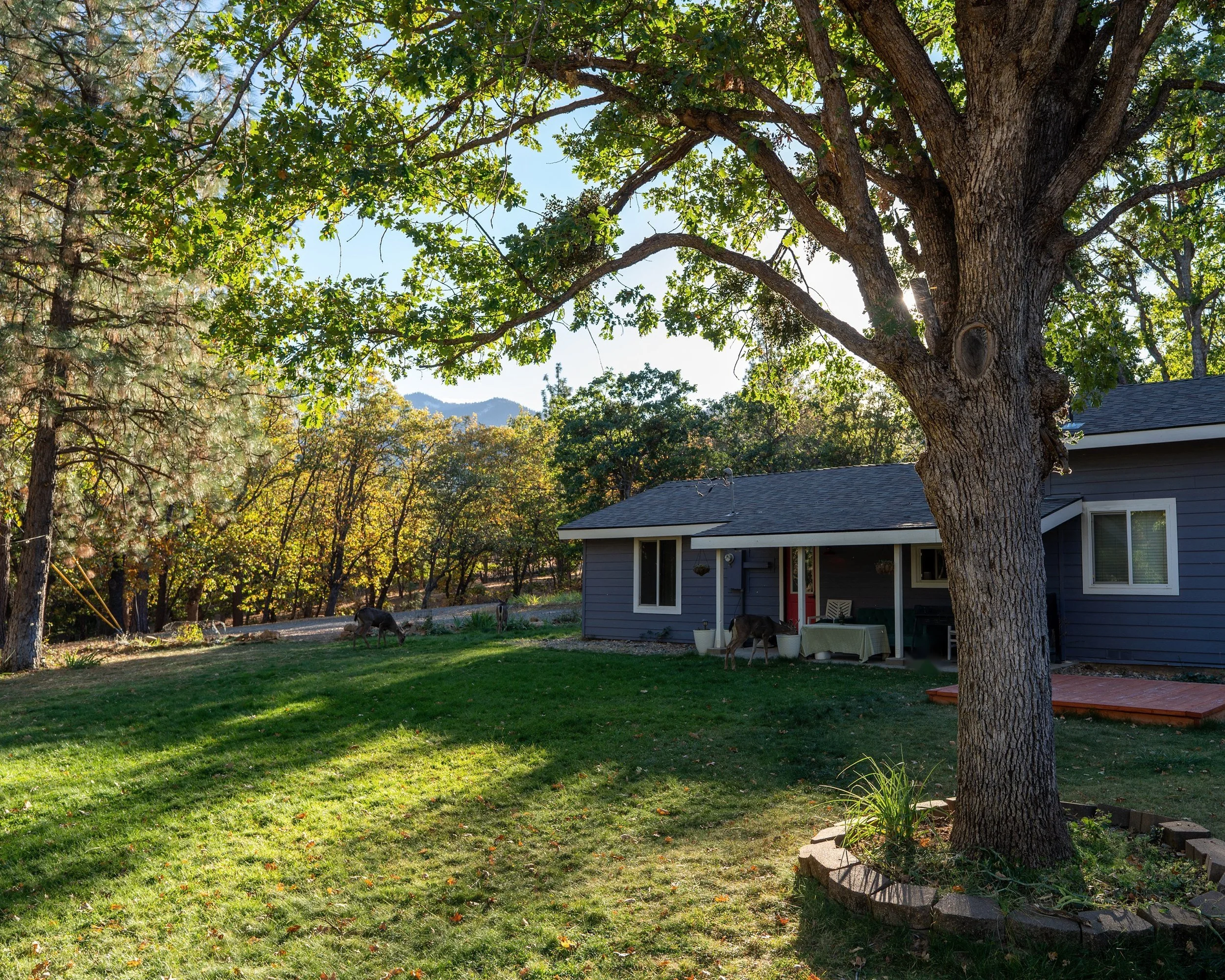 Deer grazing on the lawn beside the blue house under a large oak, with mountains beyond