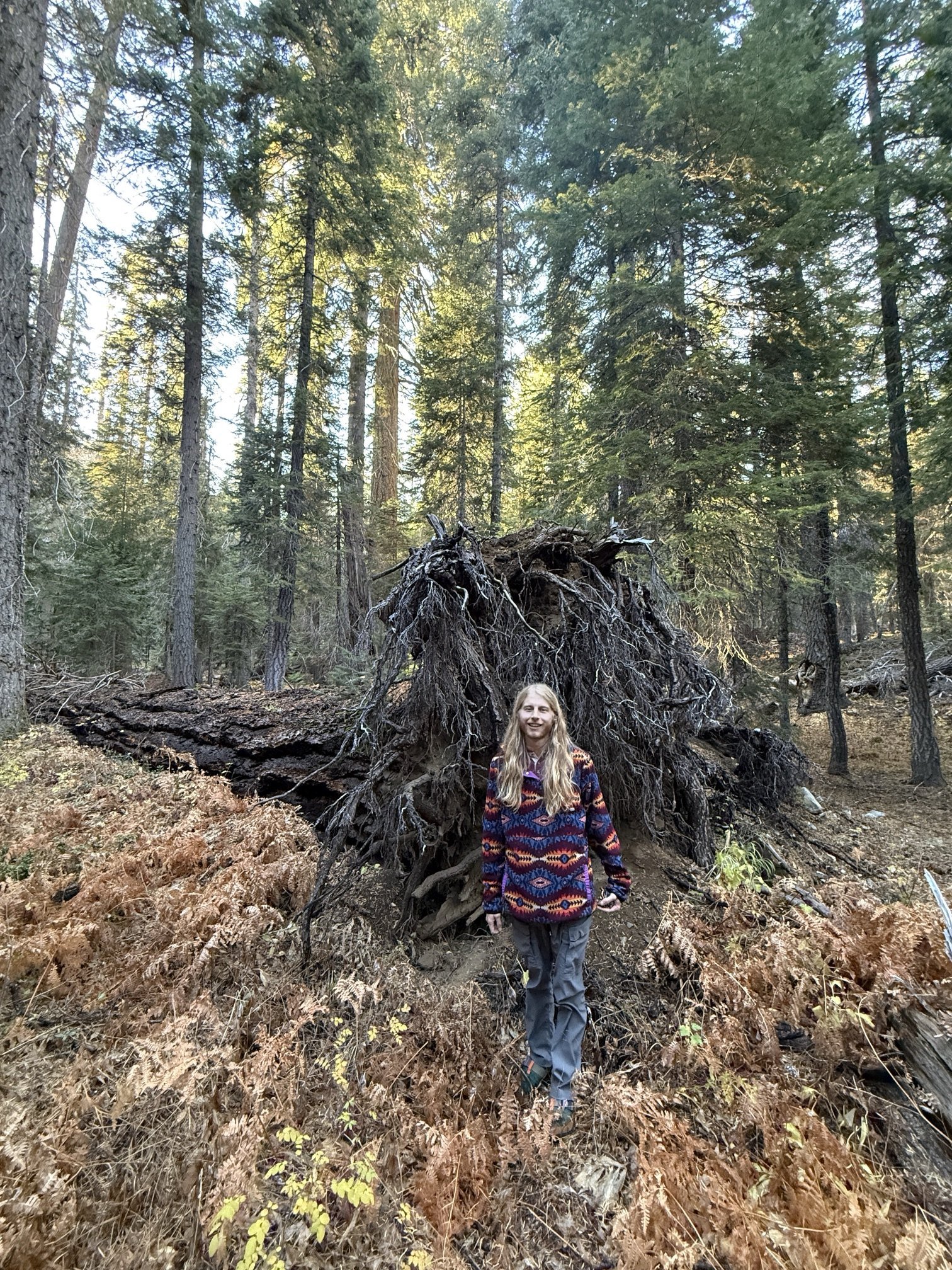 Colt standing in front of an enormous uprooted tree in a bed of copper ferns