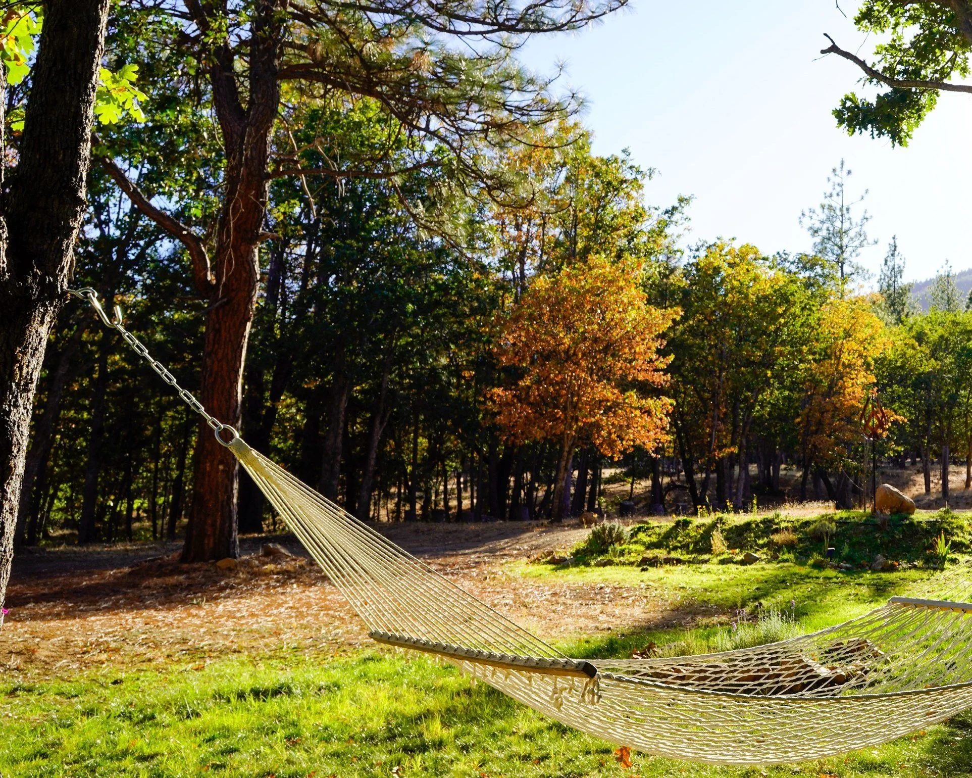 A rope hammock strung between oaks at Blossom Sanctuary, with fall color in the trees behind