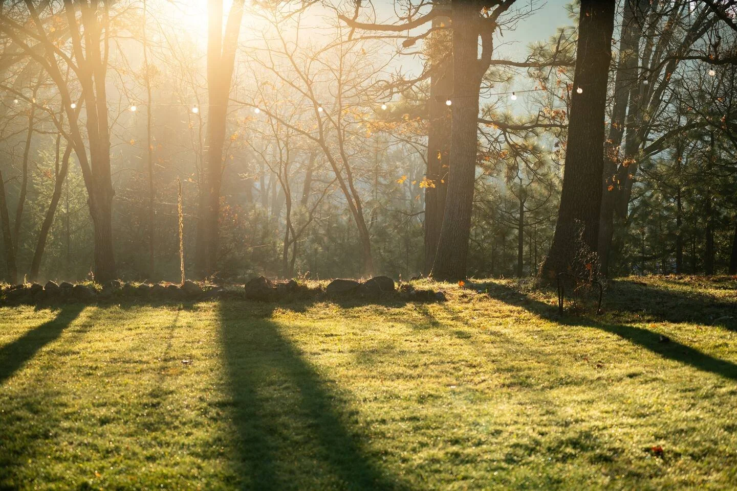 blossom-sanctuary-morning-light.jpg