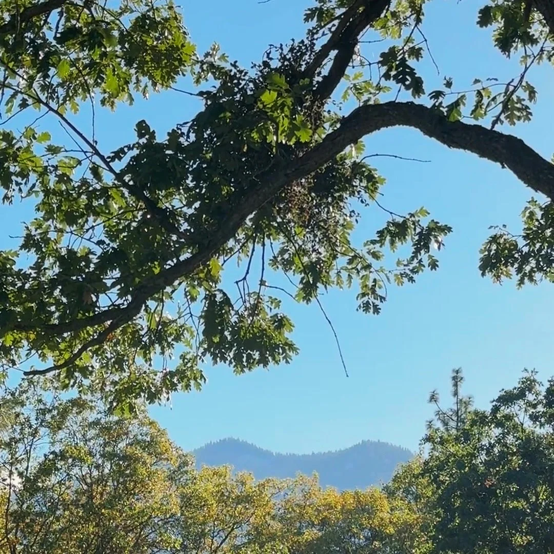An oak branch against a clear blue sky with the Scott Valley ridgeline beyond, at Blossom Sanctuary in Etna, California