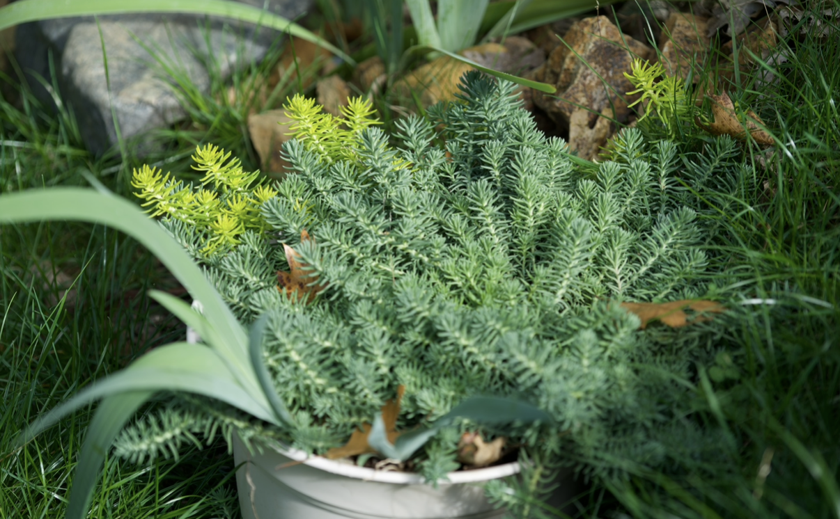 Blossom Sanctuary Mystery Gift