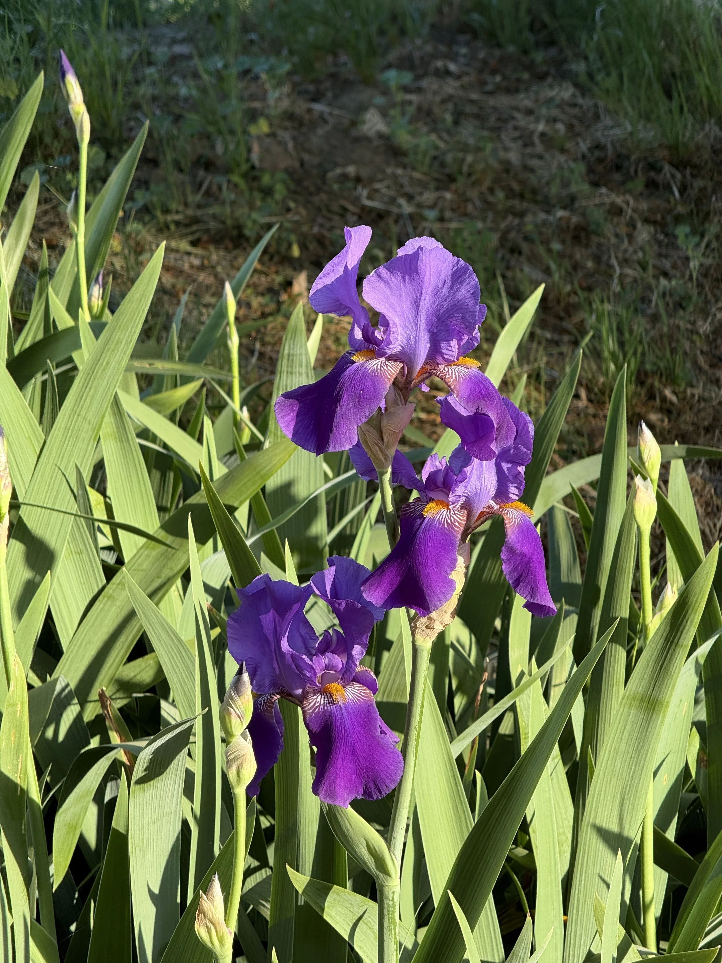 Iris Garden Starter Kit