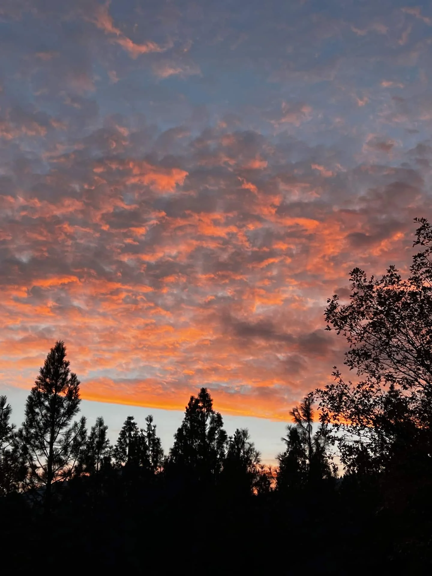 blossom-sanctuary-sunset.jpg