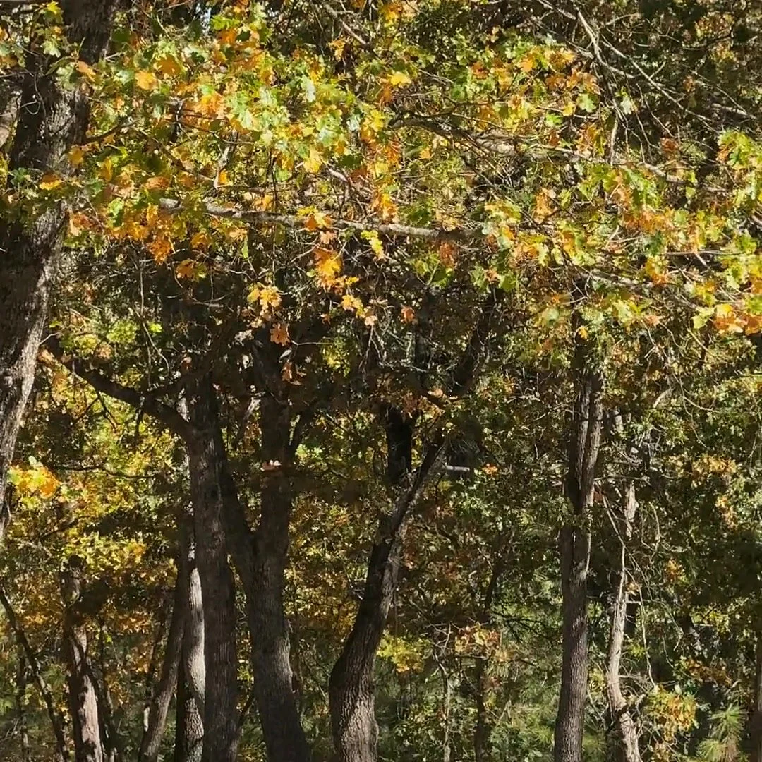 Oaks turning gold and copper in October on the grounds of Blossom Sanctuary in Etna, California
