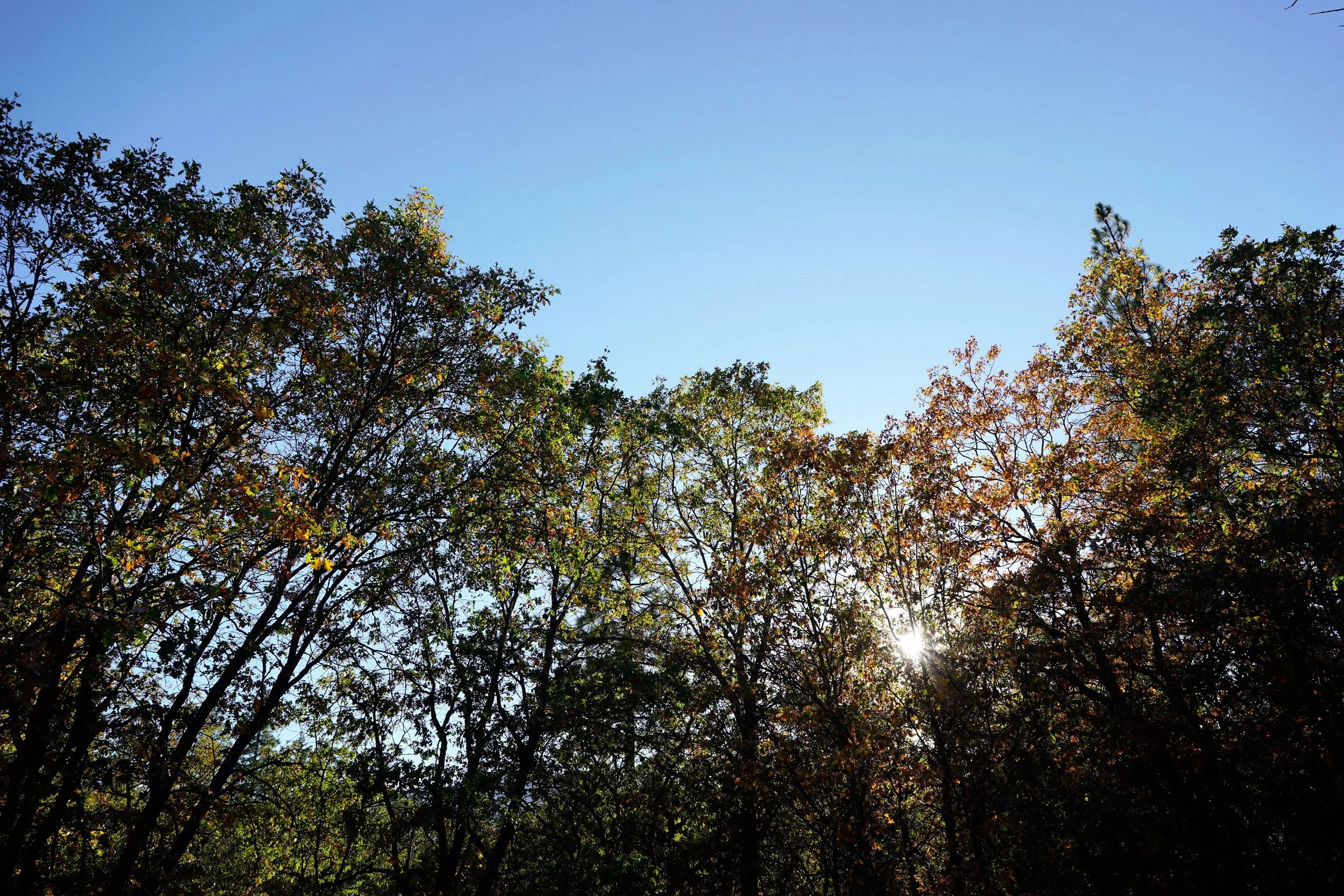 Oak treetops turning gold against a clear blue sky at Blossom Sanctuary in Etna, California