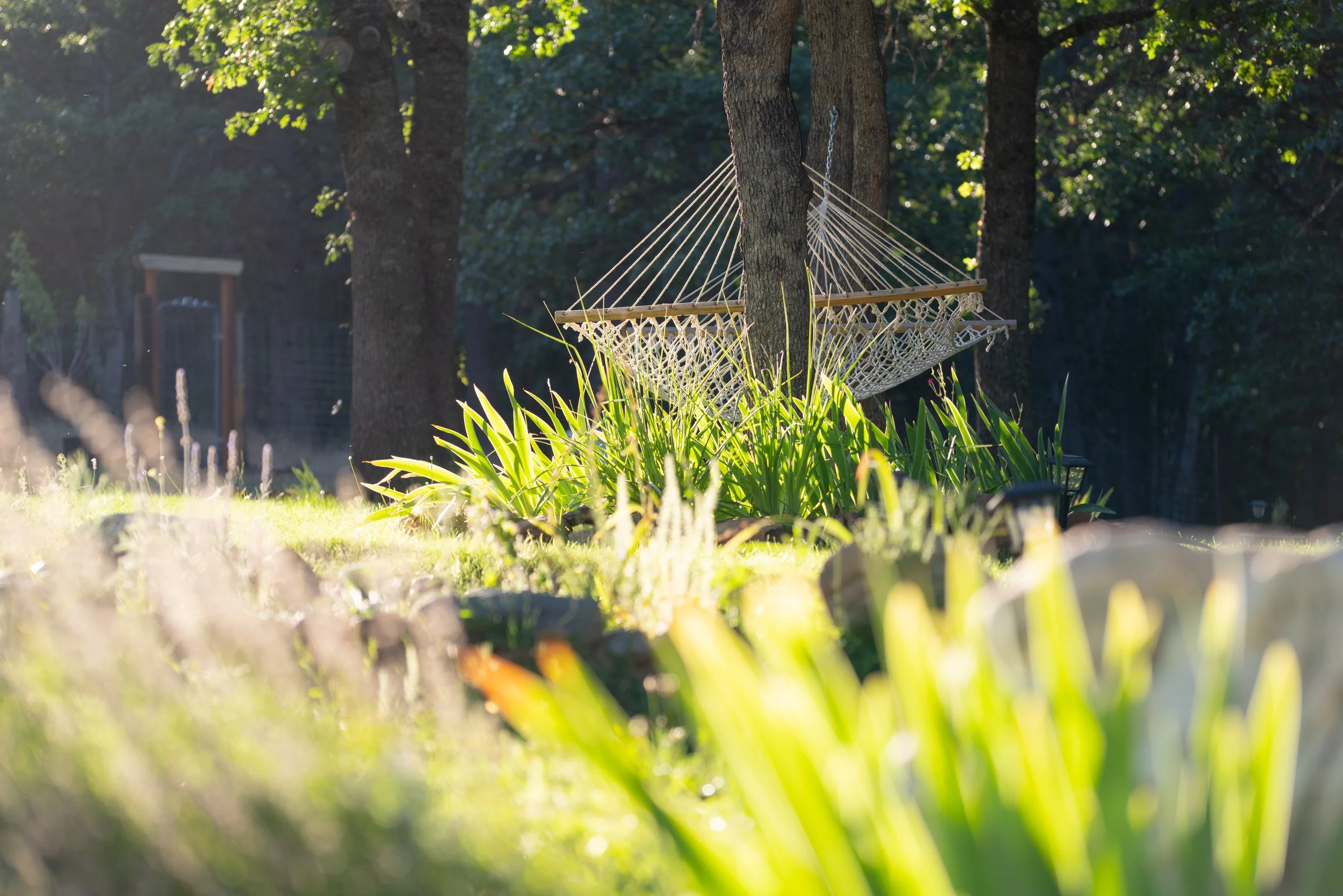 A hammock hanging between two trees in a sunny garden, with green plants and trees in the background.