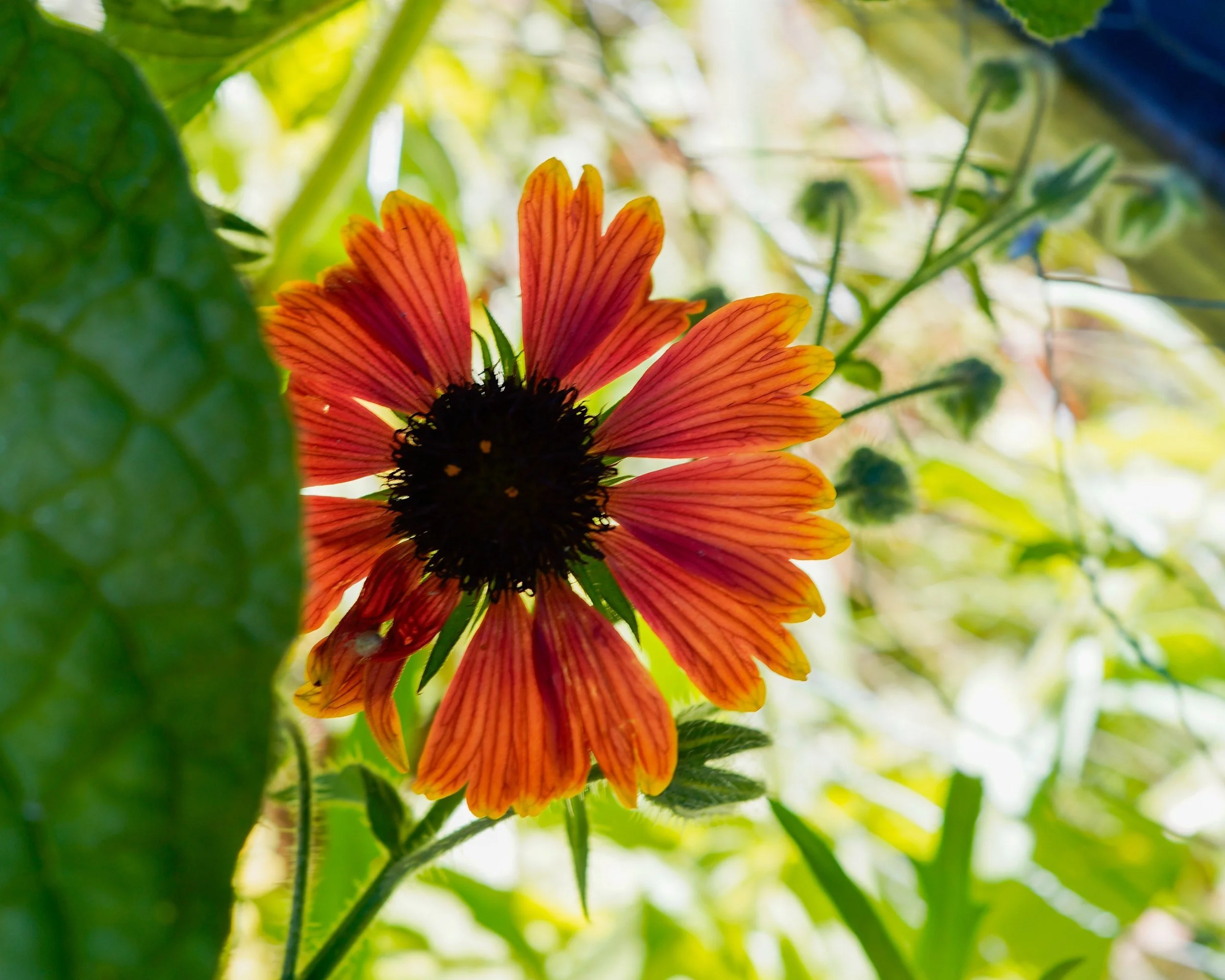 An orange and red blanket flower still blooming in October in the garden at Blossom Sanctuary in Etna, California
