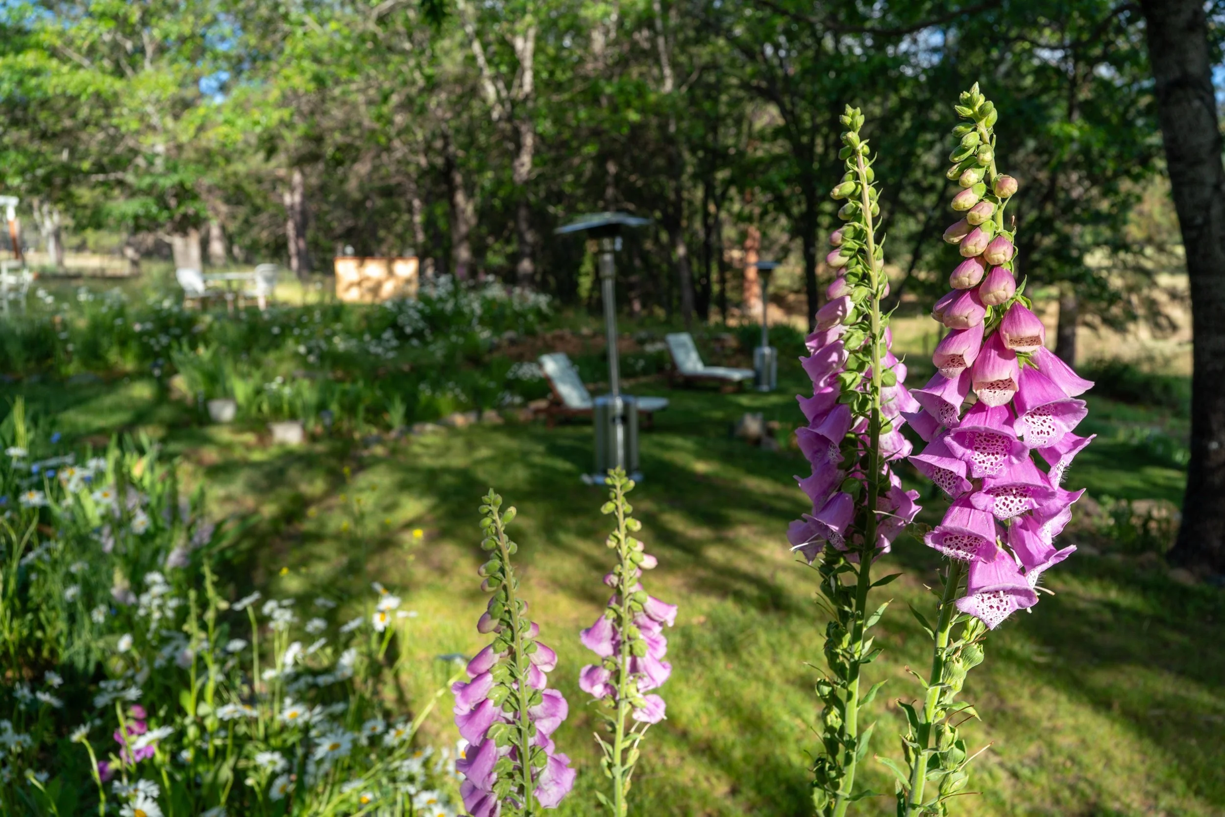 Pink foxgloves in early summer in front of the garden loungers under the oaks at Blossom Sanctuary in Etna, California