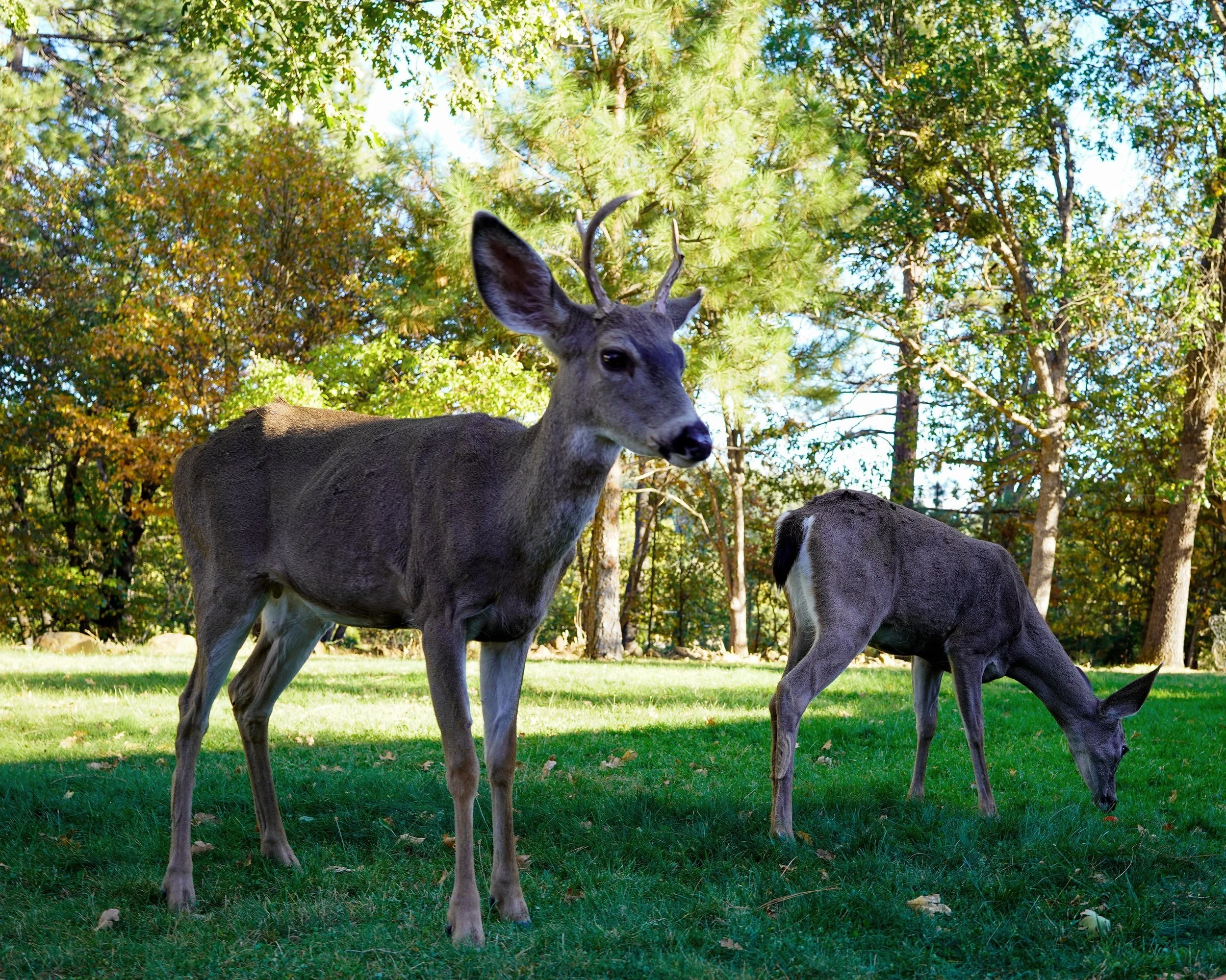 A young buck and another deer grazing on the lawn under oaks and pines