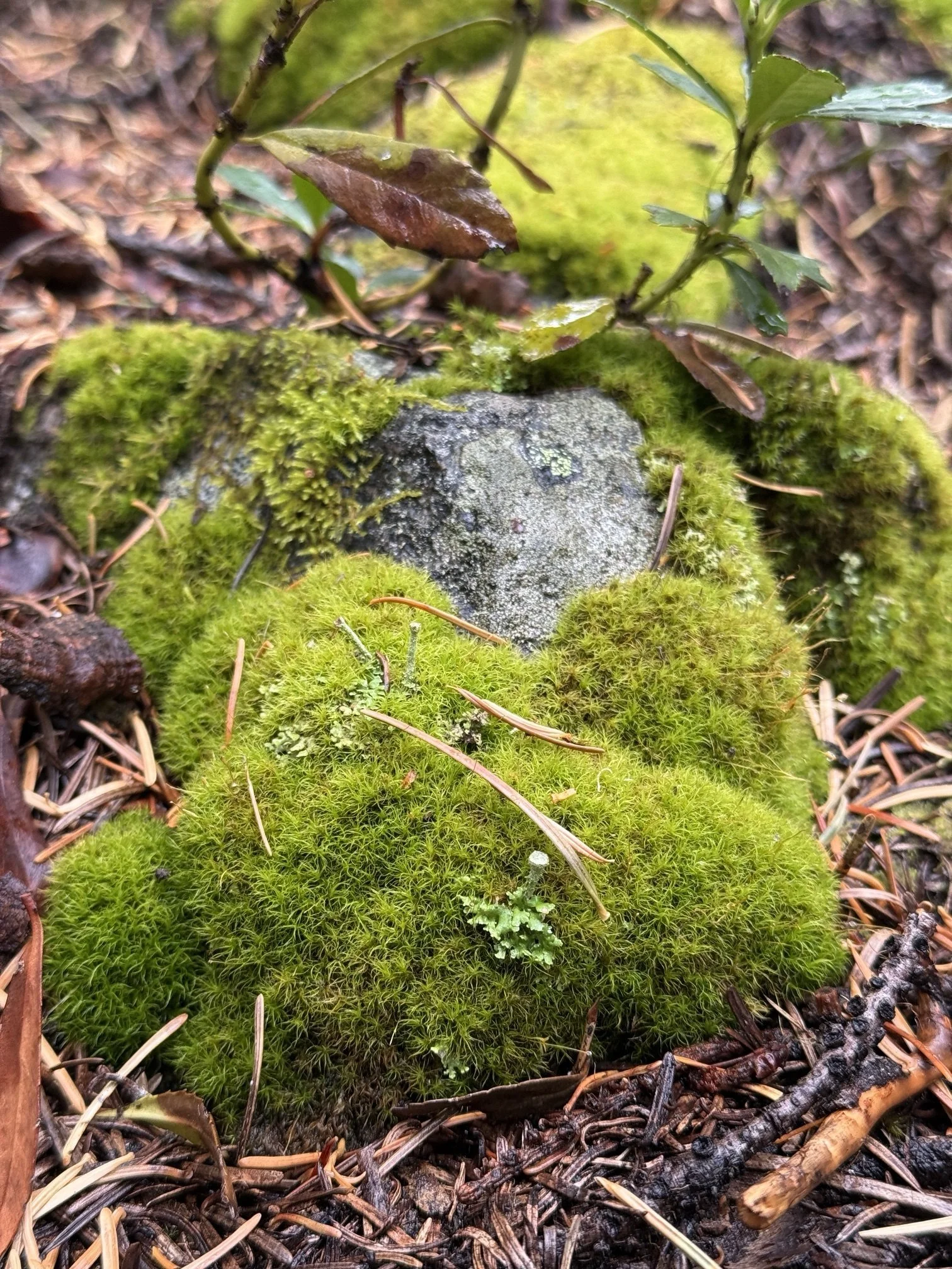 Close-up of soft green moss and lichen growing over a stone near camp