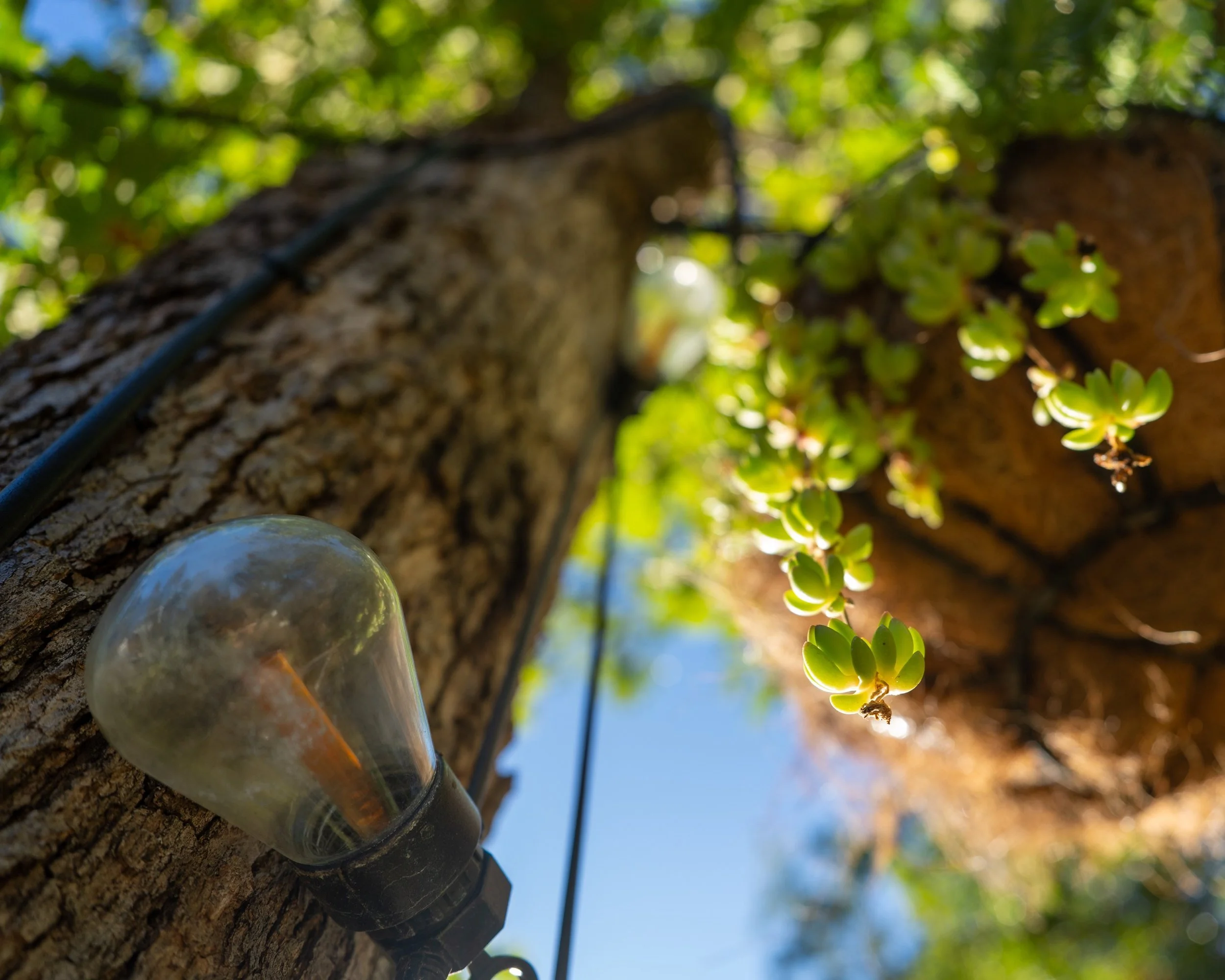 String lights strung through a fall oak at Blossom Sanctuary, a private garden retreat in Etna, California