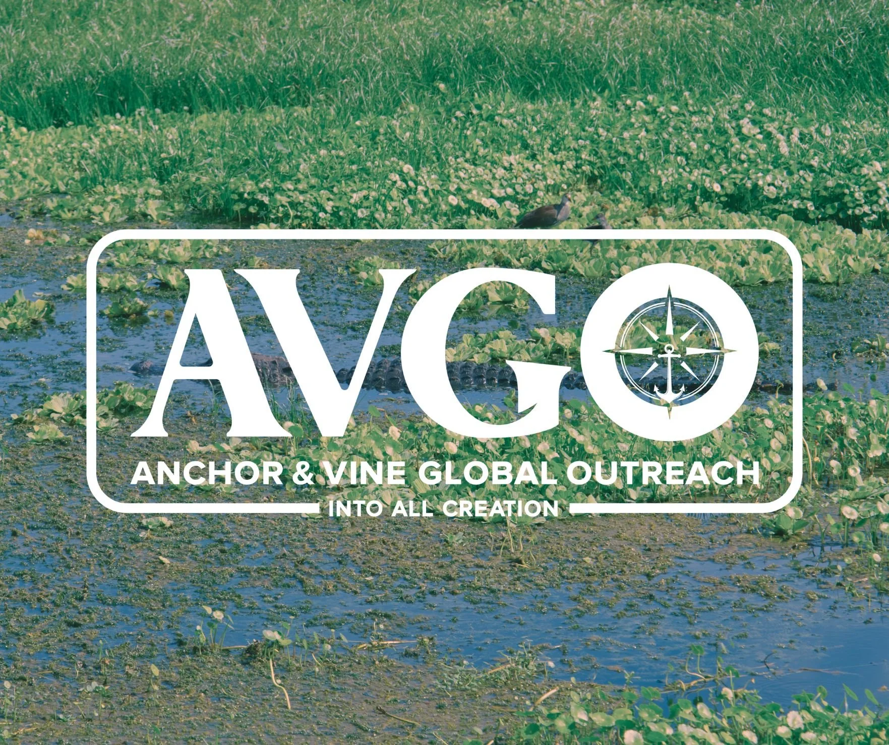 Logo of Anchor & Vine Global Outreach over a marshy wetland with water and green aquatic plants.