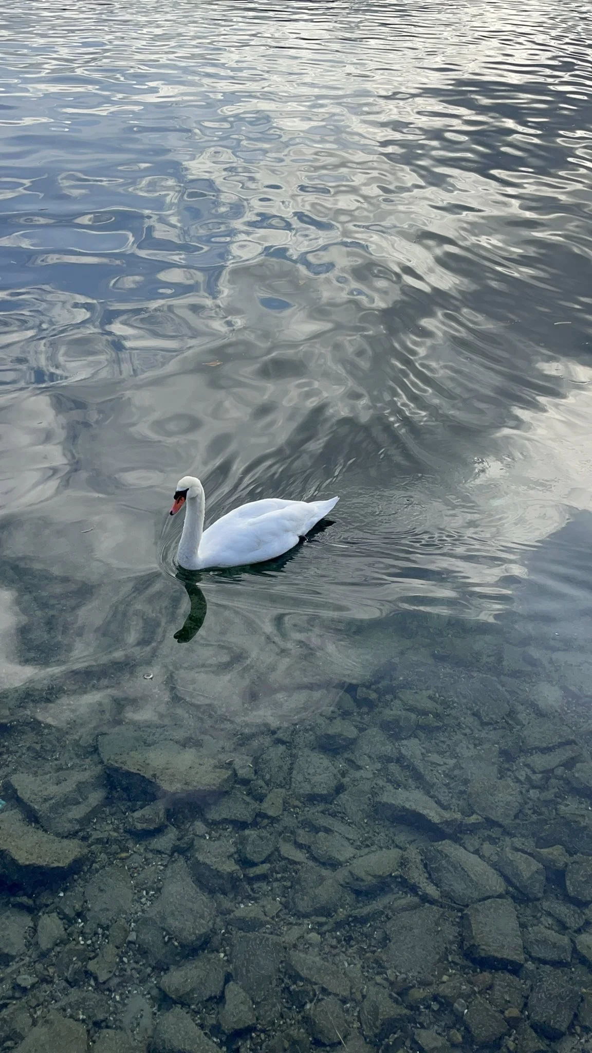 A white swan swimming in a clear body of water with rocks visible beneath the surface.