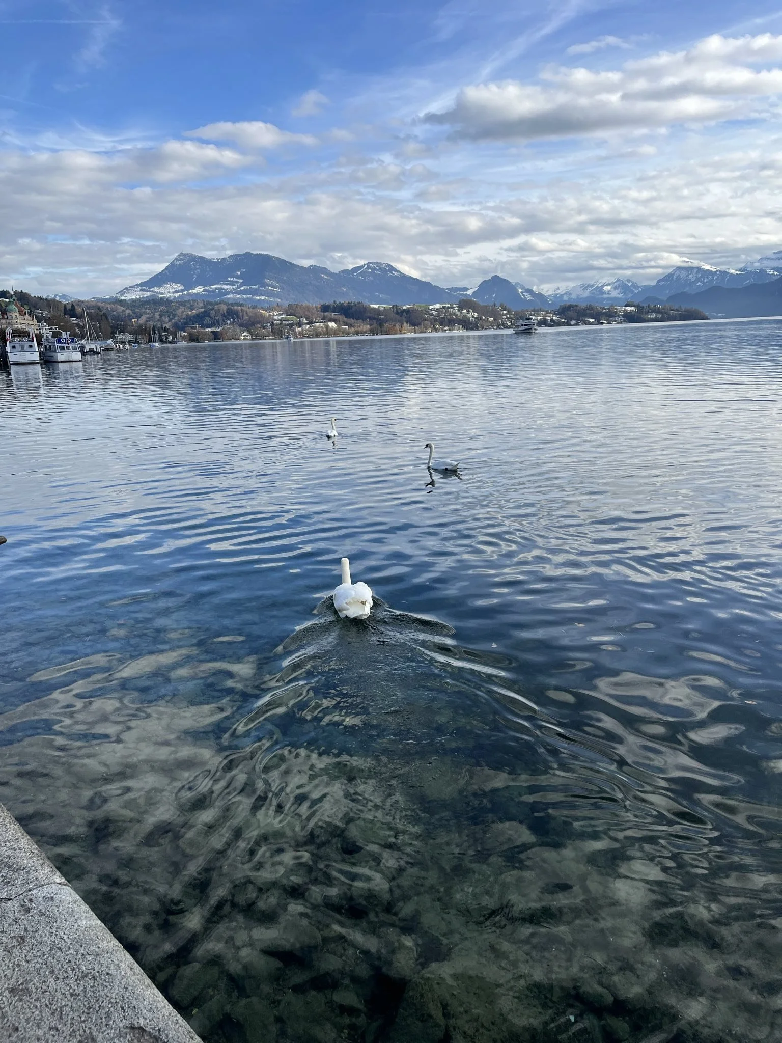 A body of water with three swans swimming, scenic mountains in the background, partly cloudy sky, and other boats docked along the shoreline.