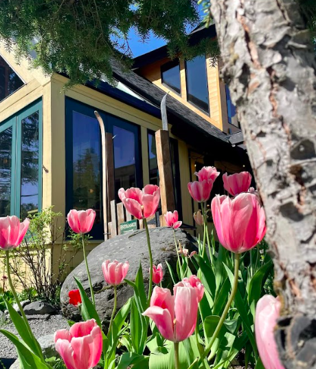 Pink tulips in front of a modern restaurant with large glass windows and a tree trunk in the foreground. Alaska summer flowers