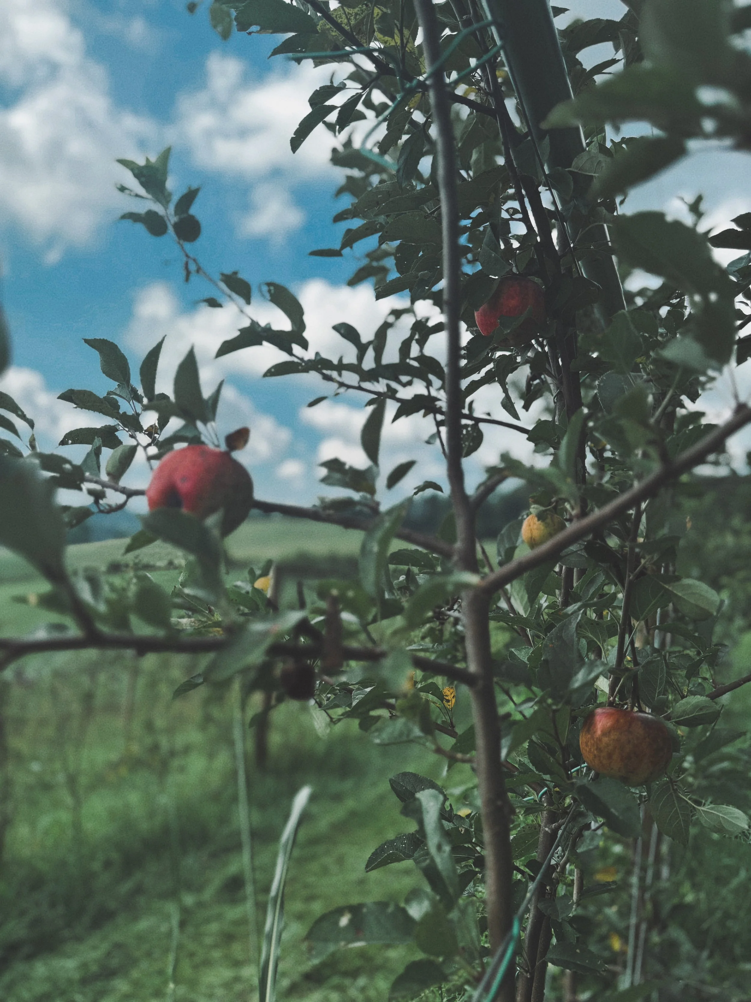 41426523-3105-453F-92A5-5D59964CAD71 2.jpeg