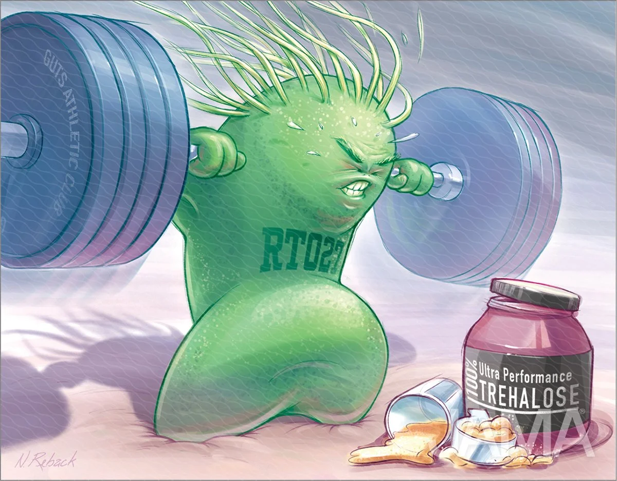 Trehalose and the C-difficile epidemic