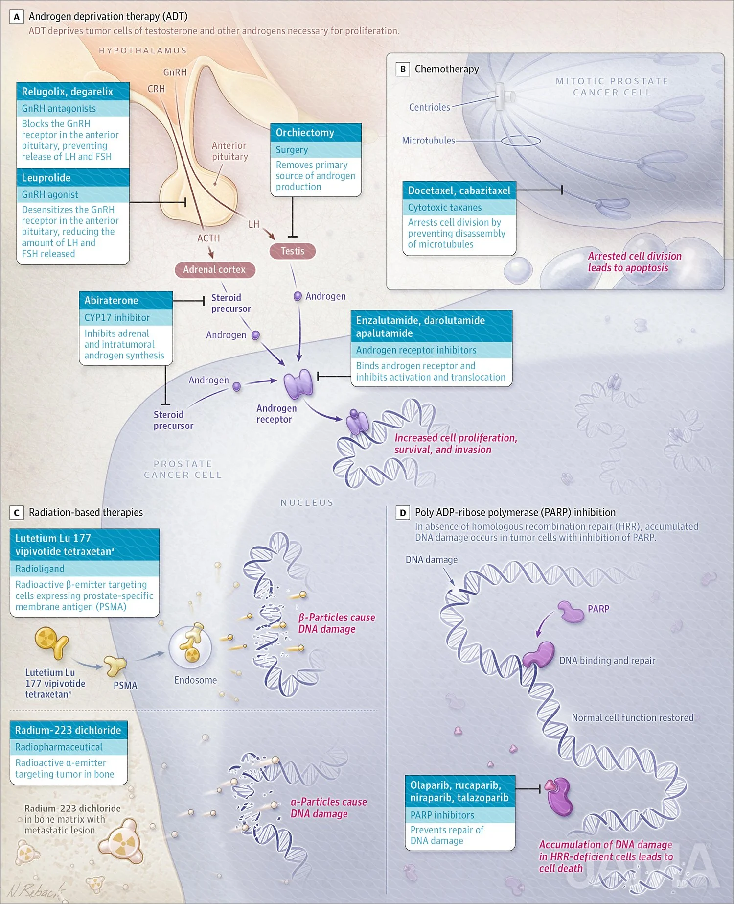 Drug targets in prostate cancer