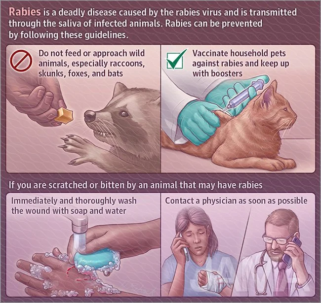 Rabies!