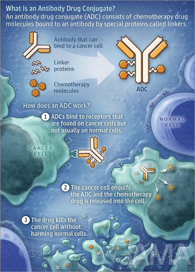 Antibody drug conjugates