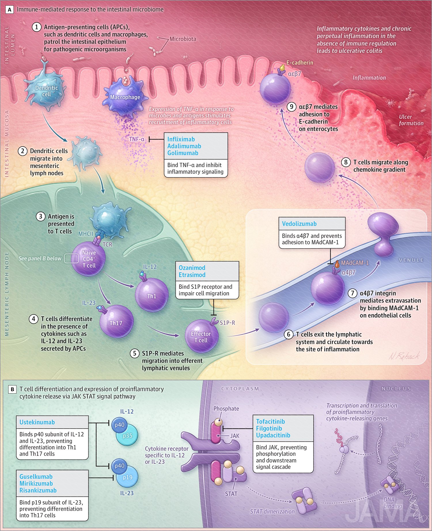 Drug targets in ulcerative colitis