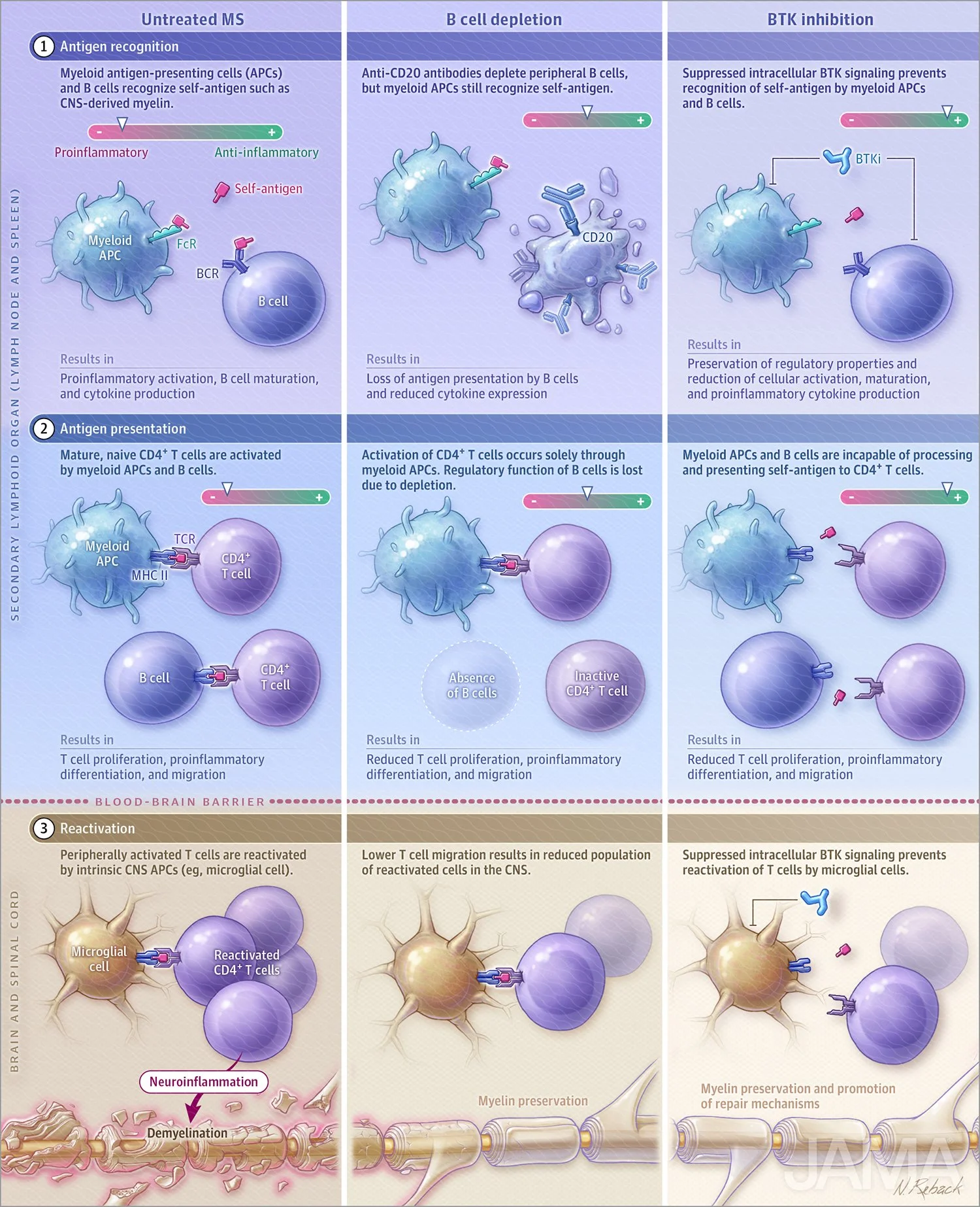 BTK inhibition in multiple sclerosis