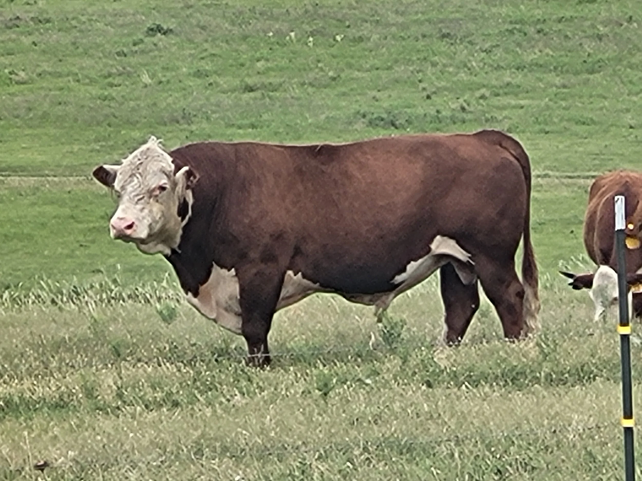 The Herd on Windyridge