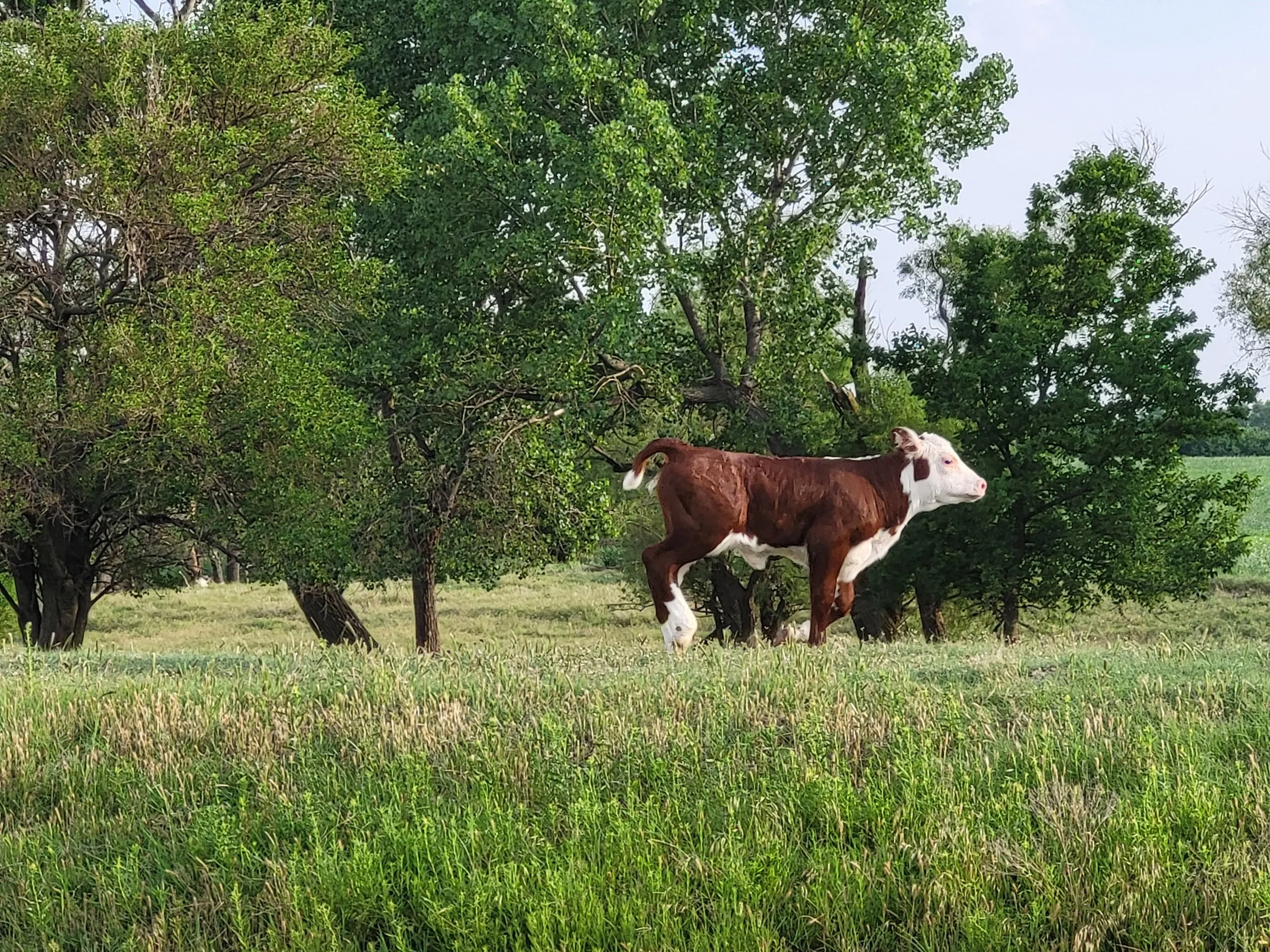 A brown and white calf standing on a grassy field with trees in the background.