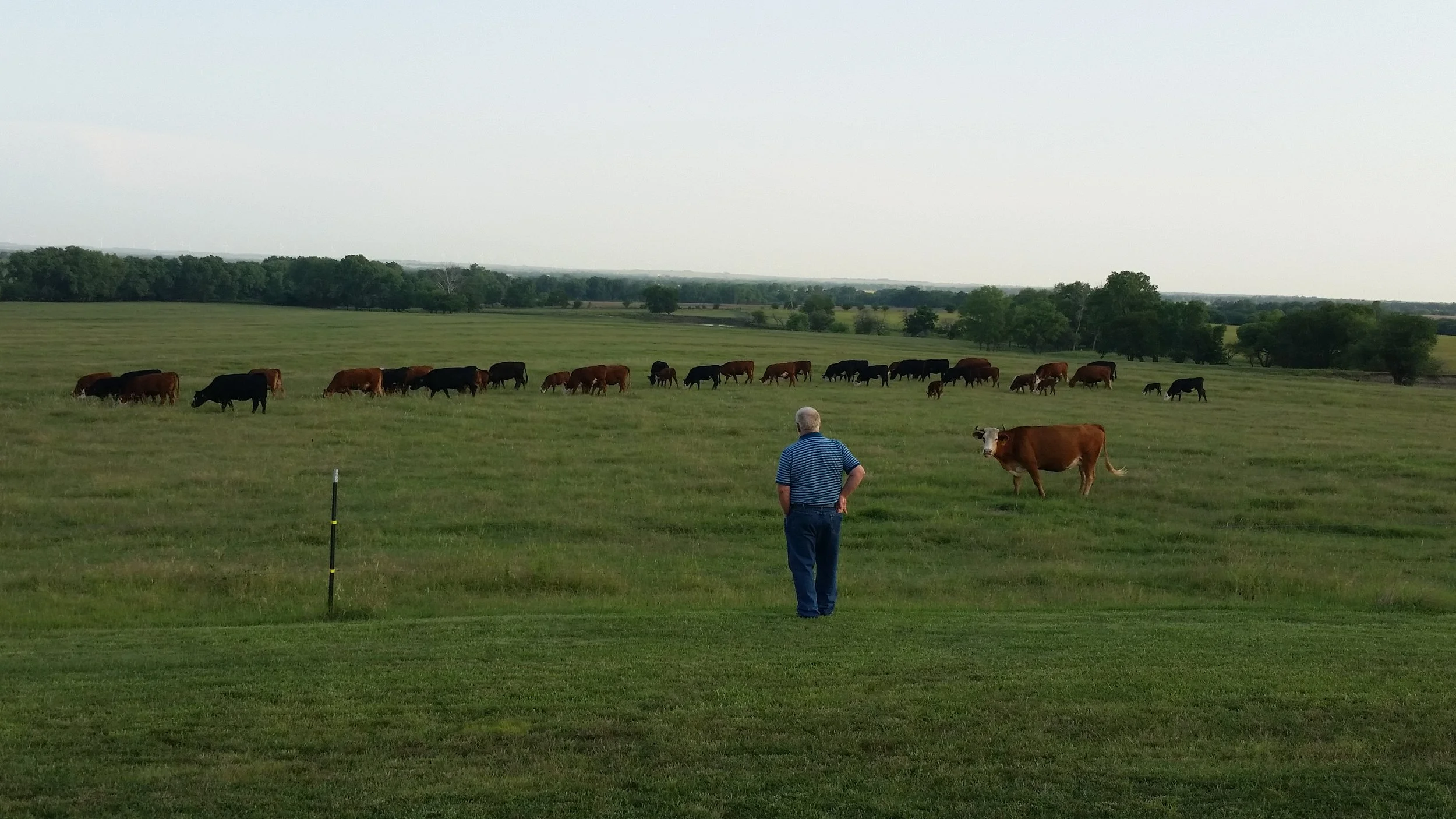 A man in a striped shirt watching brown and black cows grazing in a green pasture with trees in the background.