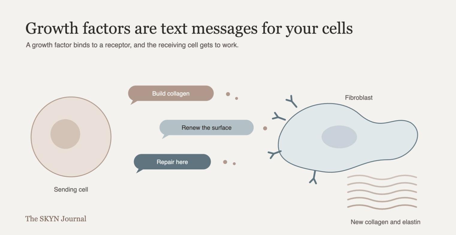 Illustration of growth factors signaling a fibroblast to build collagen and elastin