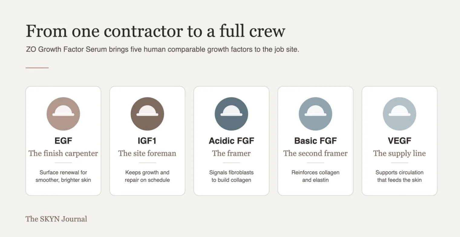 The five human comparable growth factors in ZO Growth Factor Serum shown as a construction crew