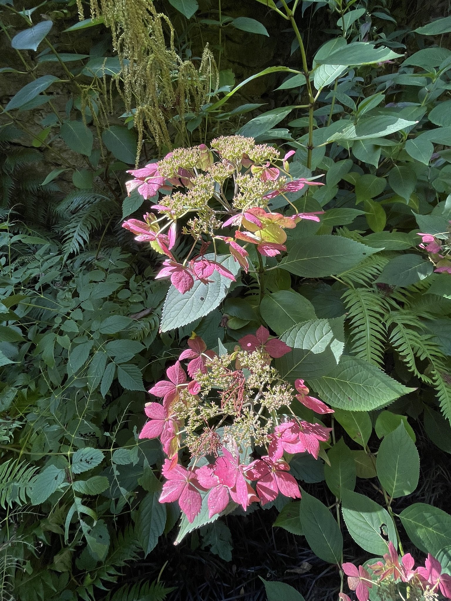 IMG_0606.JPEG