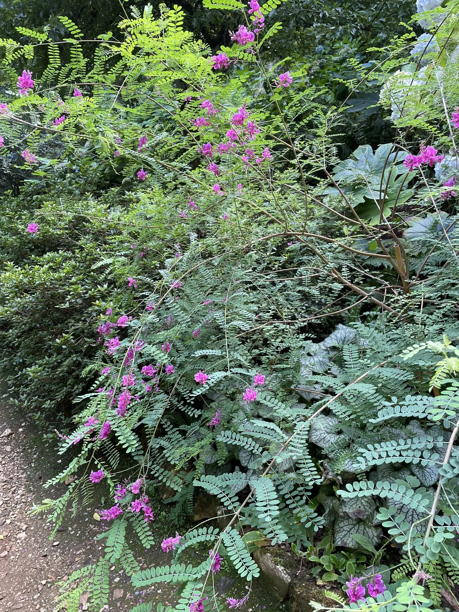 IMG_0619.JPEG