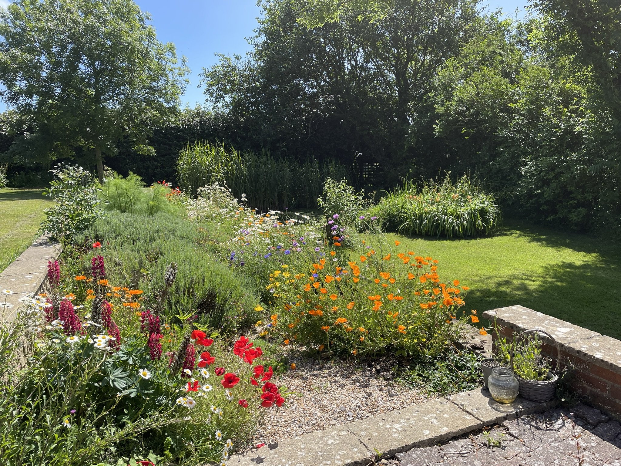 garden.JPEG