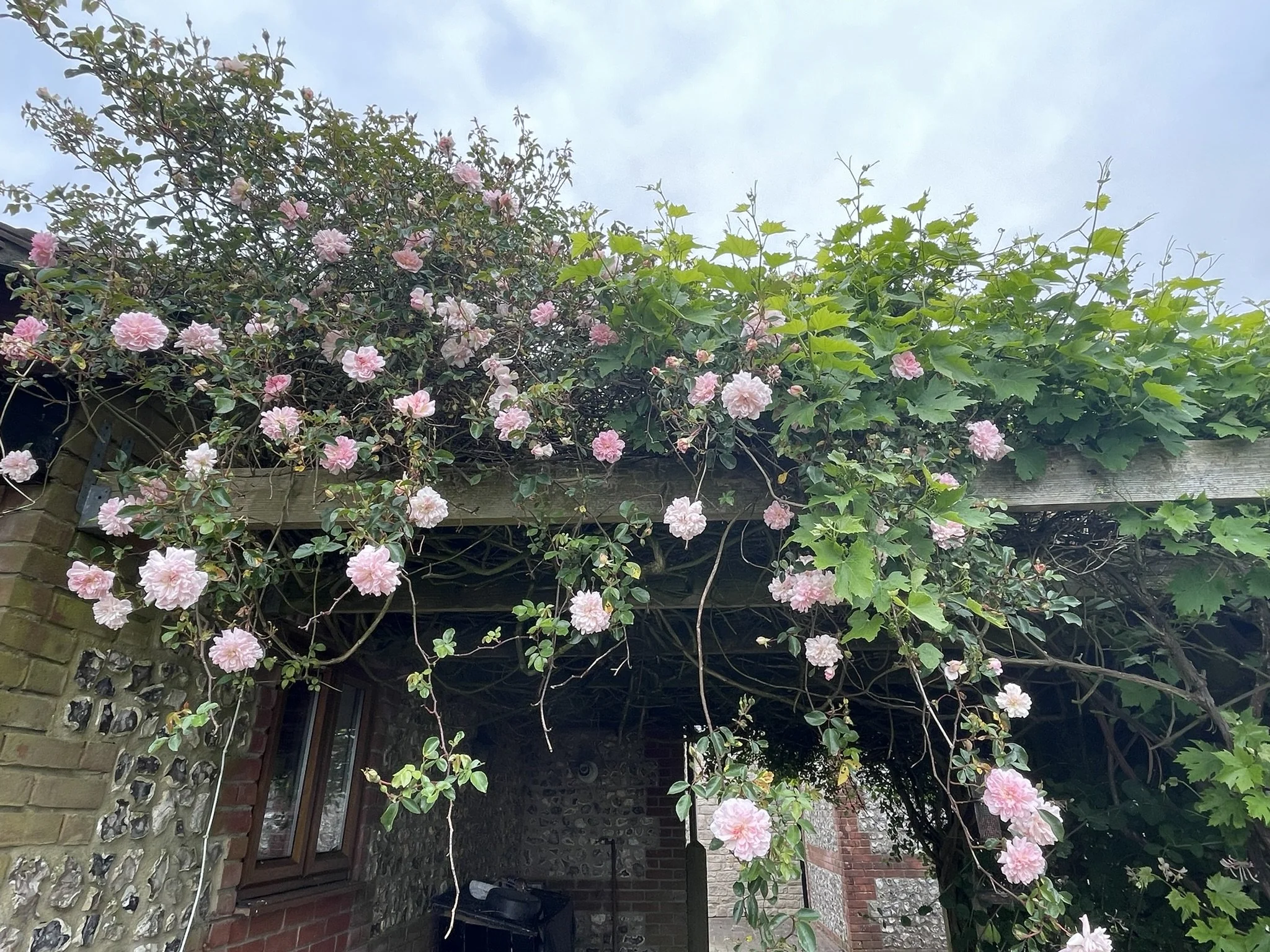 roses.JPEG