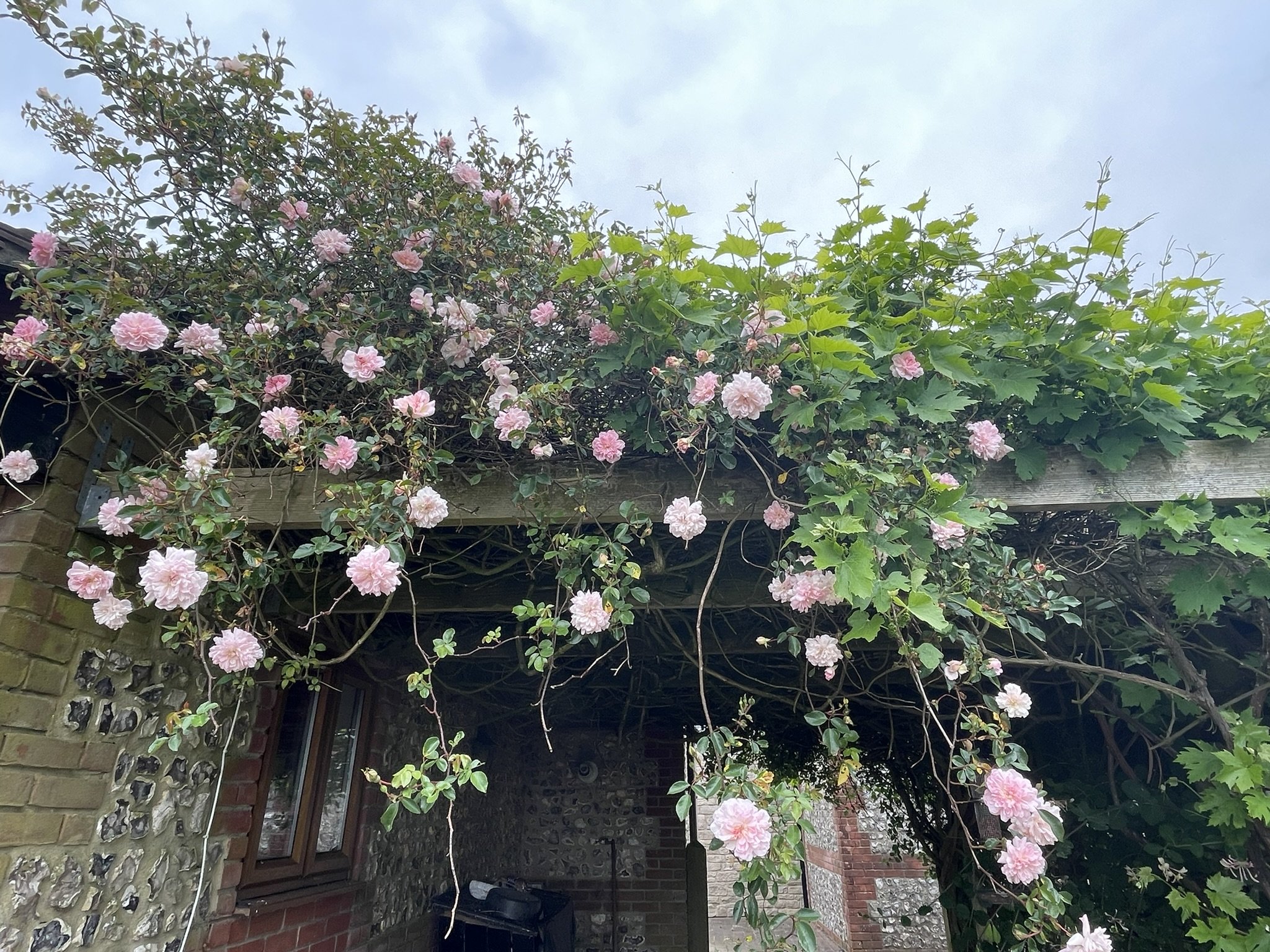 roses.JPEG