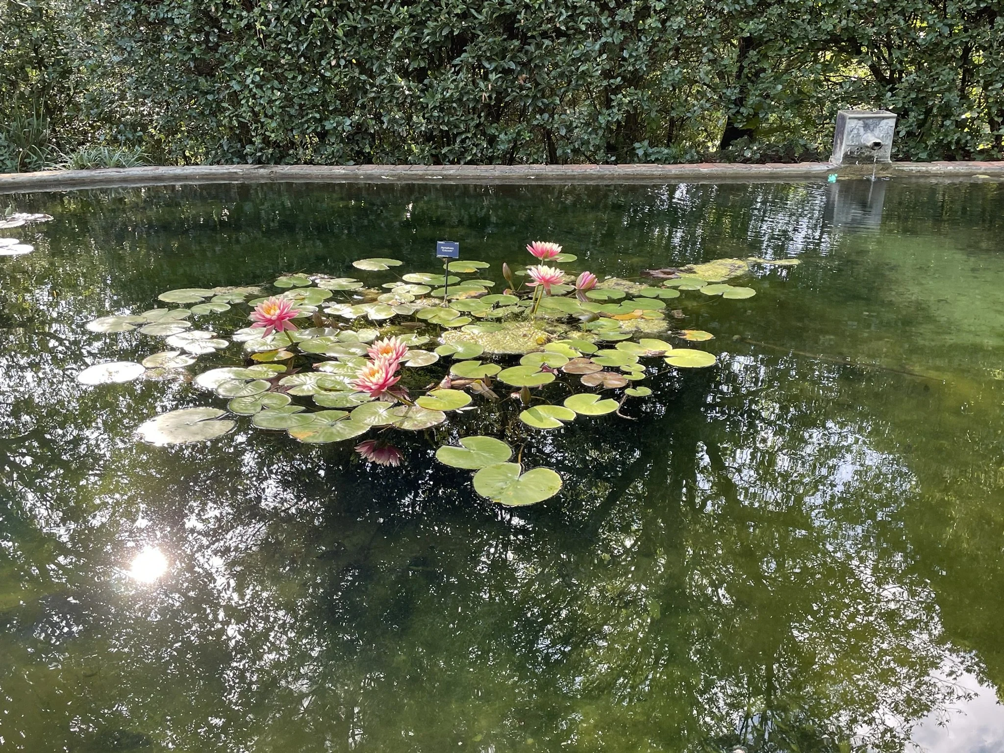 Out and about - Abbotsbury Subtropical Gardens