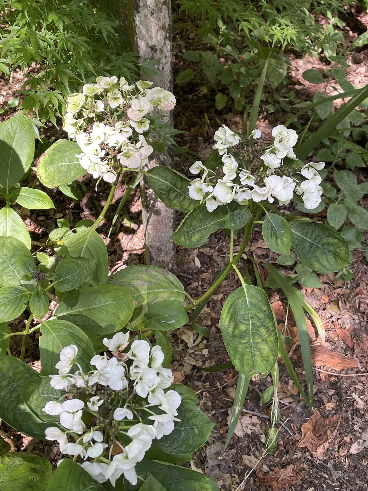 IMG_0628.JPEG