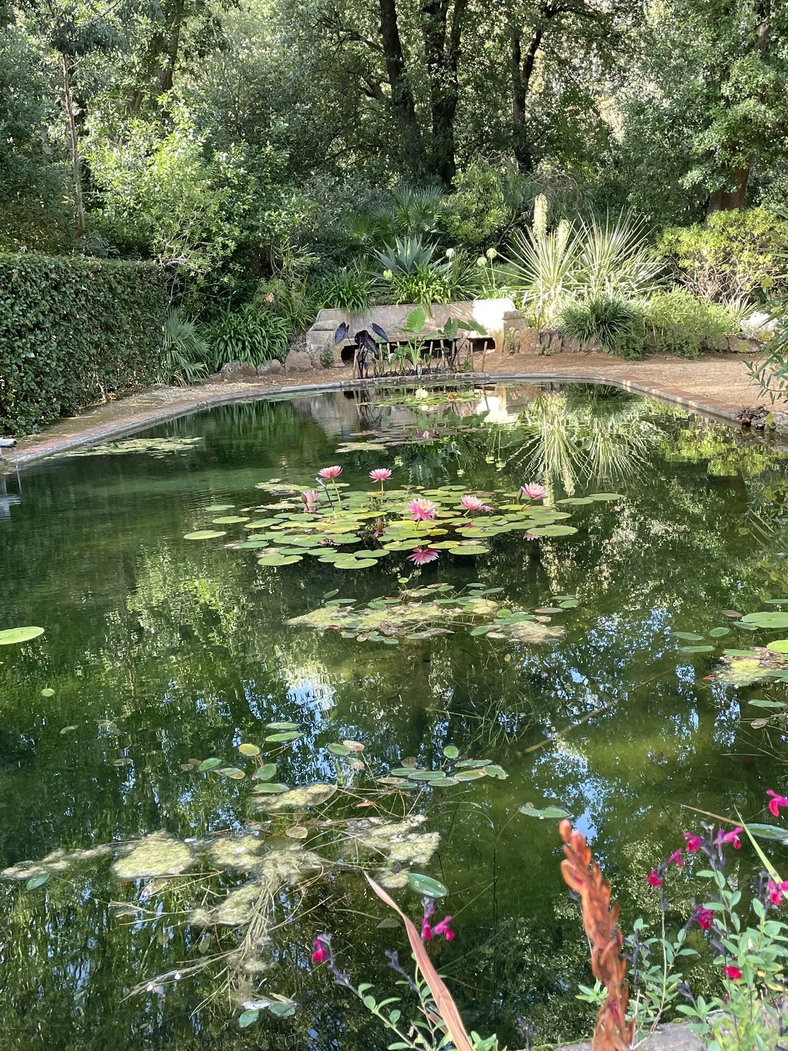Out and about - Abbotsbury Subtropical Gardens