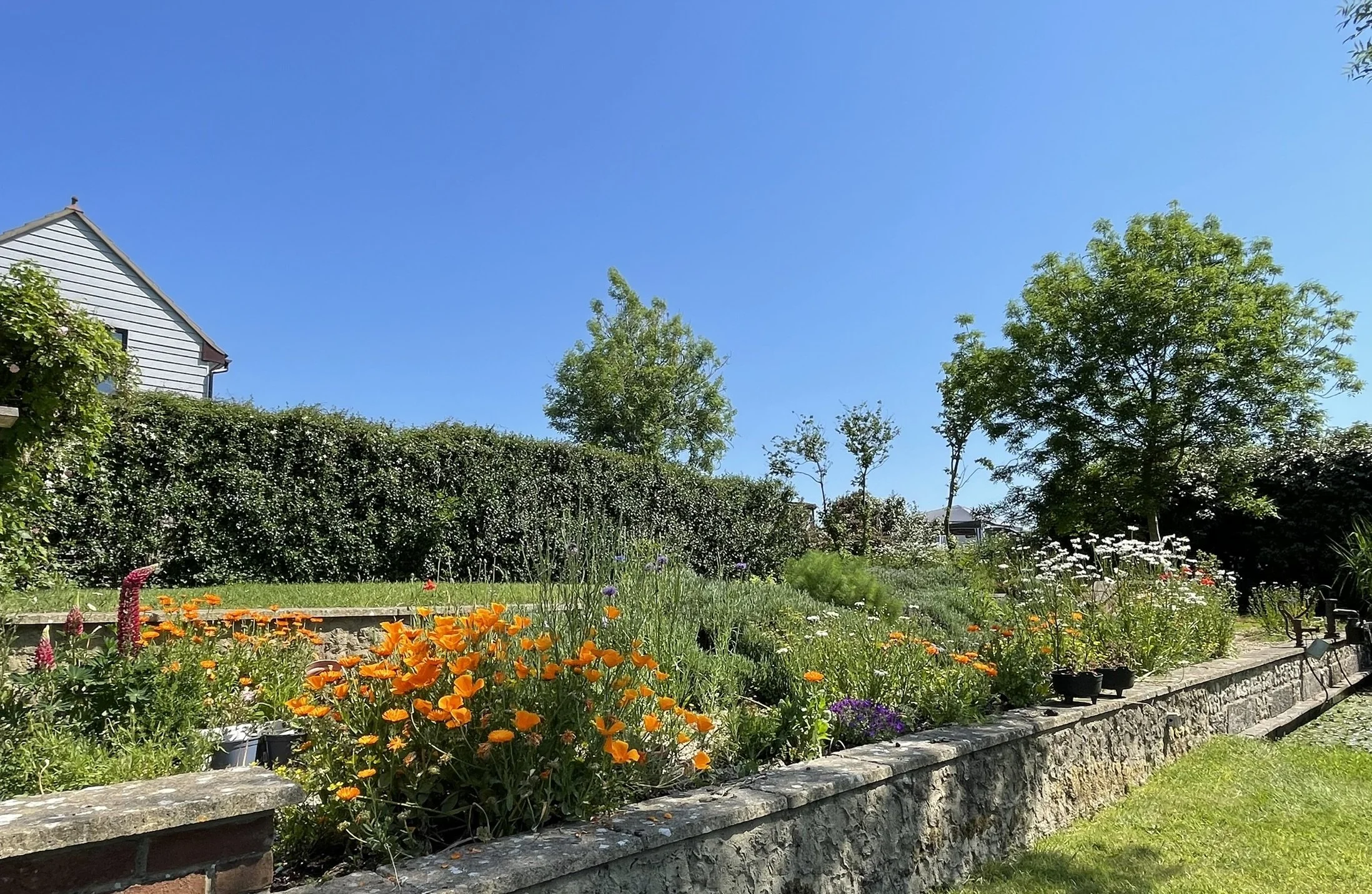 garden 1.JPEG
