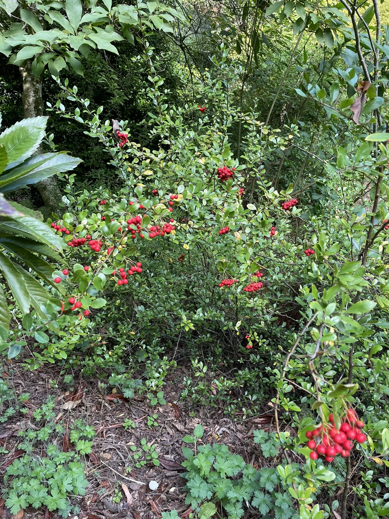 IMG_0616.JPEG